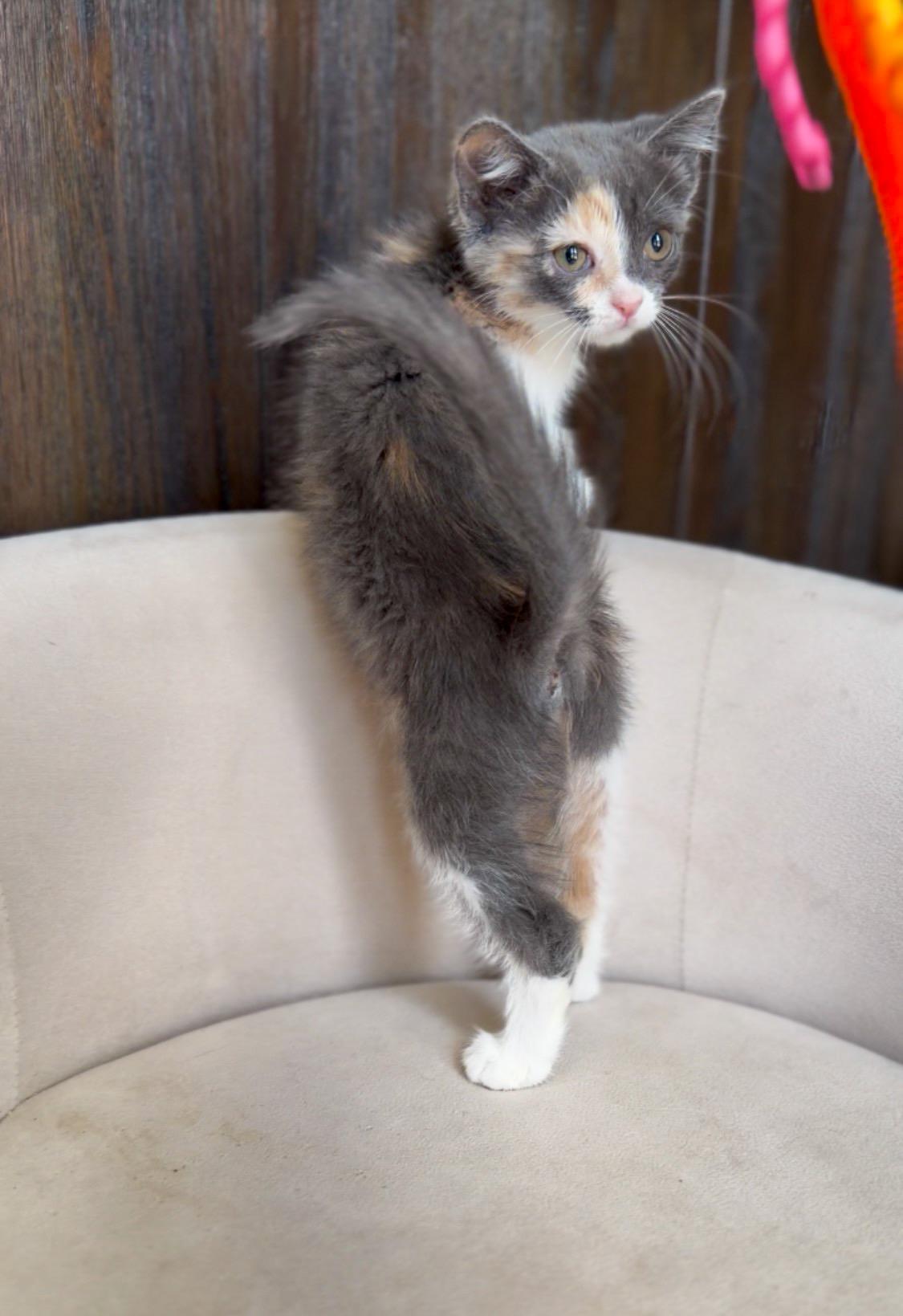 Cookies, a ADOPTABLE Domestic Short Hair in Albuquerque, NM image 3/3