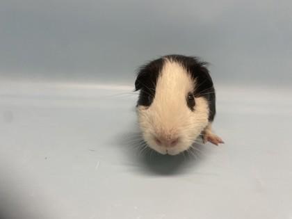 Mina, Adoptable, Adult Male Guinea Pig.