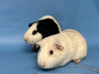 Enlarge Mina, a Adoptable Guinea Pig in Golden Valley, MN image 2/2