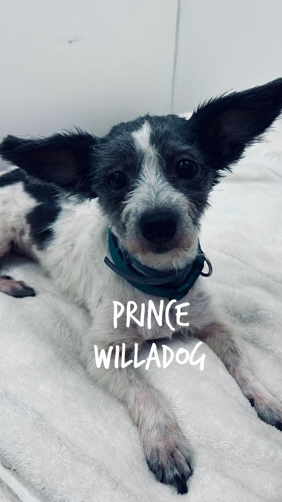Prince Willadog, Adoptable, Adult Male Wirehaired Terrier.
