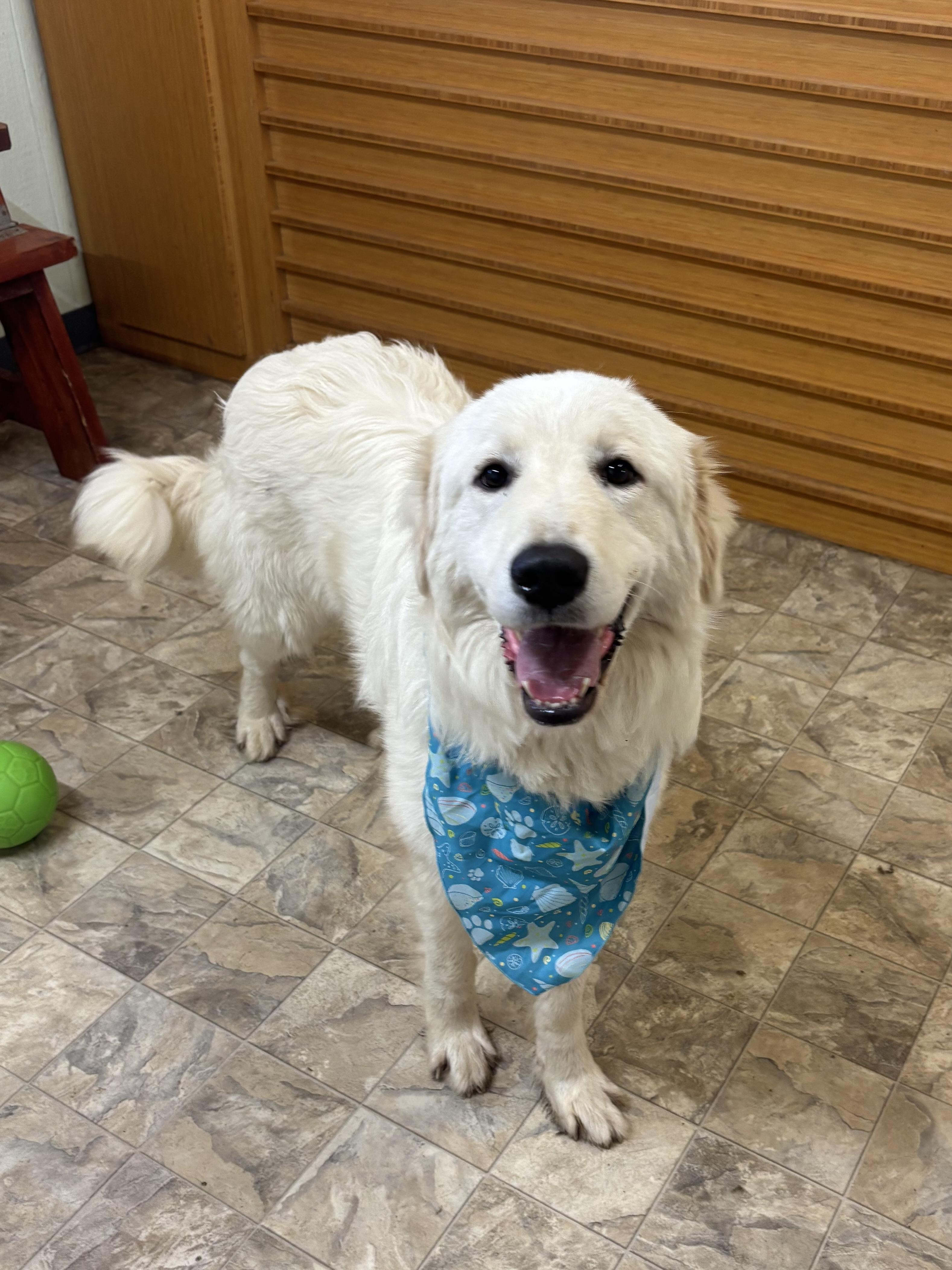 Enlarge Mister, a Adoptable mixed breed in Pilot Point, TX image 1/4