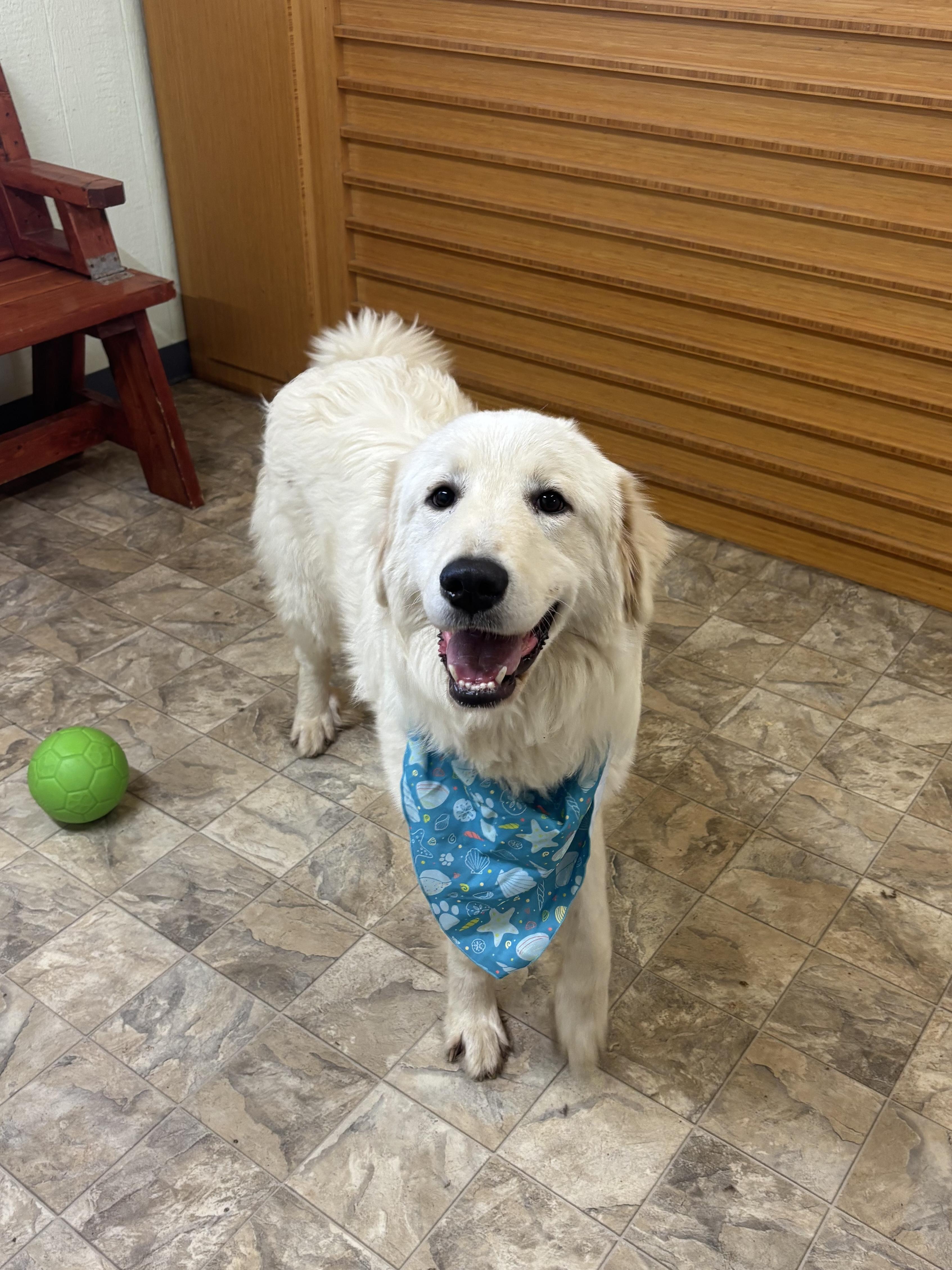 Enlarge Mister, a Adoptable mixed breed in Pilot Point, TX image 2/4