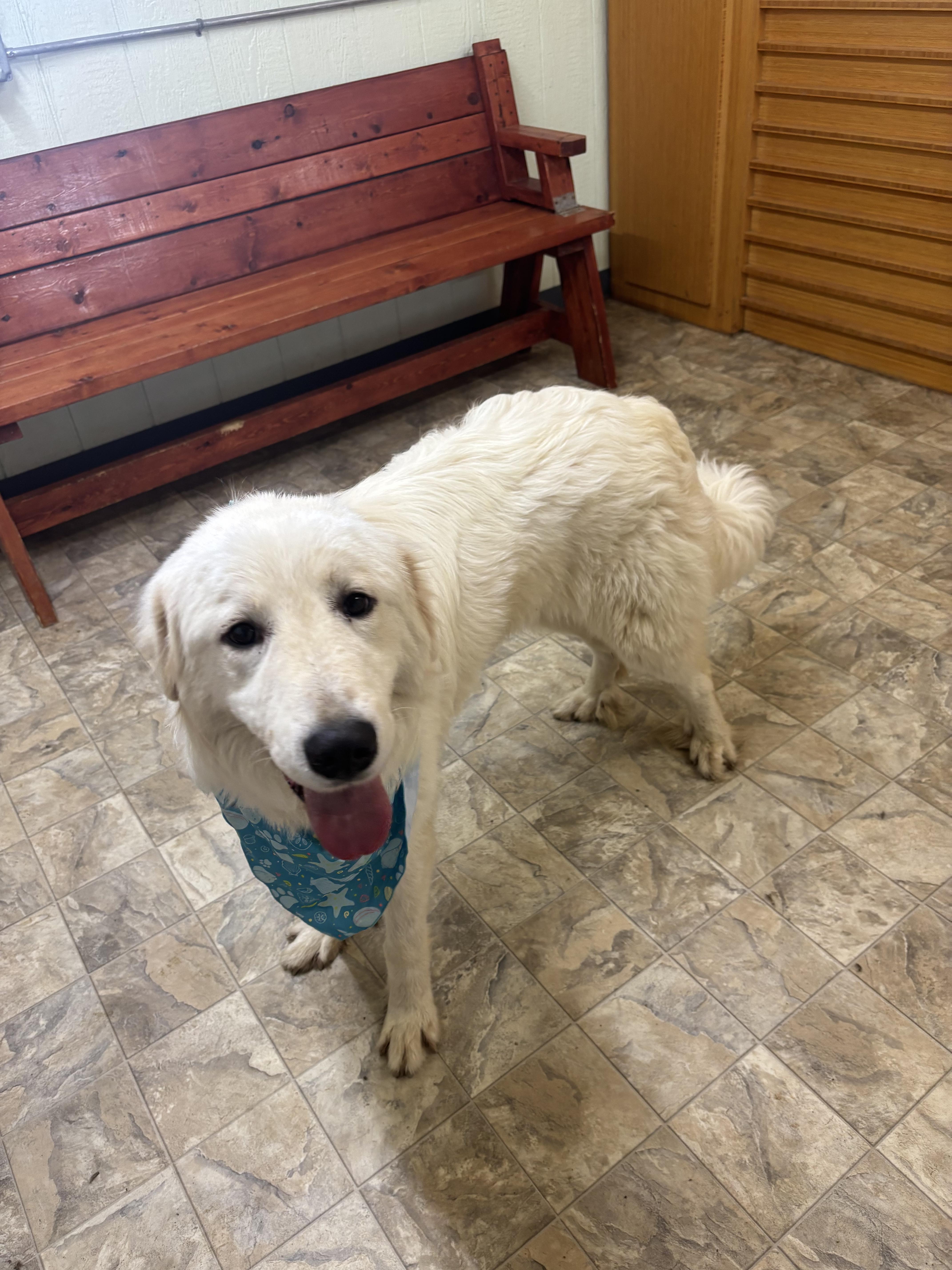 Enlarge Mister, a Adoptable mixed breed in Pilot Point, TX image 3/4