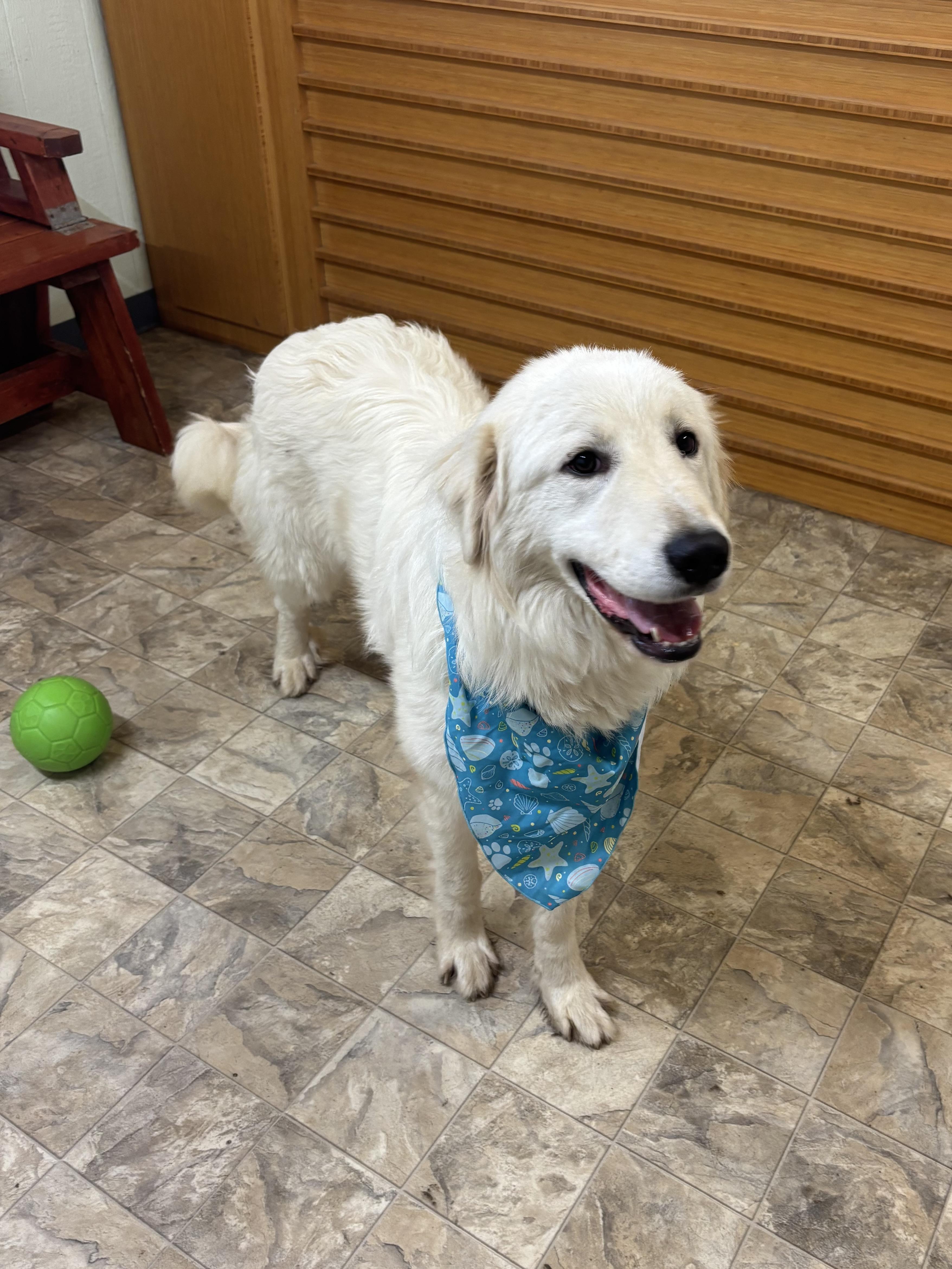 Mister, Adoptable, Adult Male Great Pyrenees.