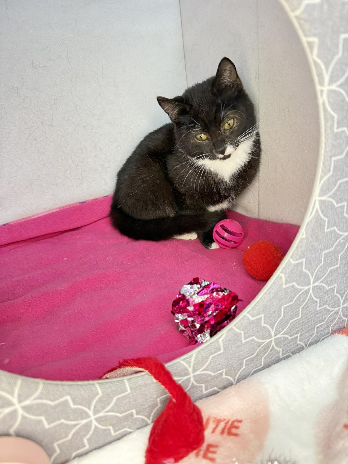 Enlarge Olaf - Playful and sweet, a Adoptable Domestic Short Hair in Muskego, WI image 6/6