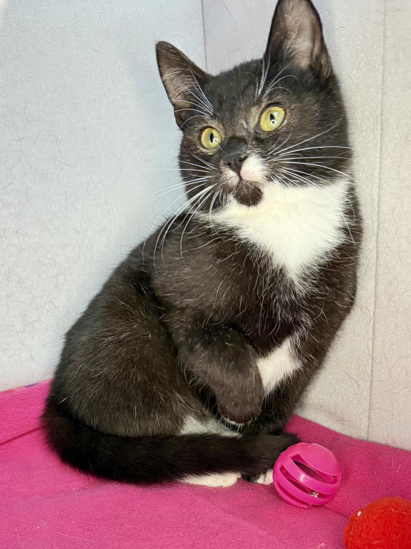 Enlarge Olaf - Playful and sweet, a Adoptable Domestic Short Hair in Muskego, WI image 5/6