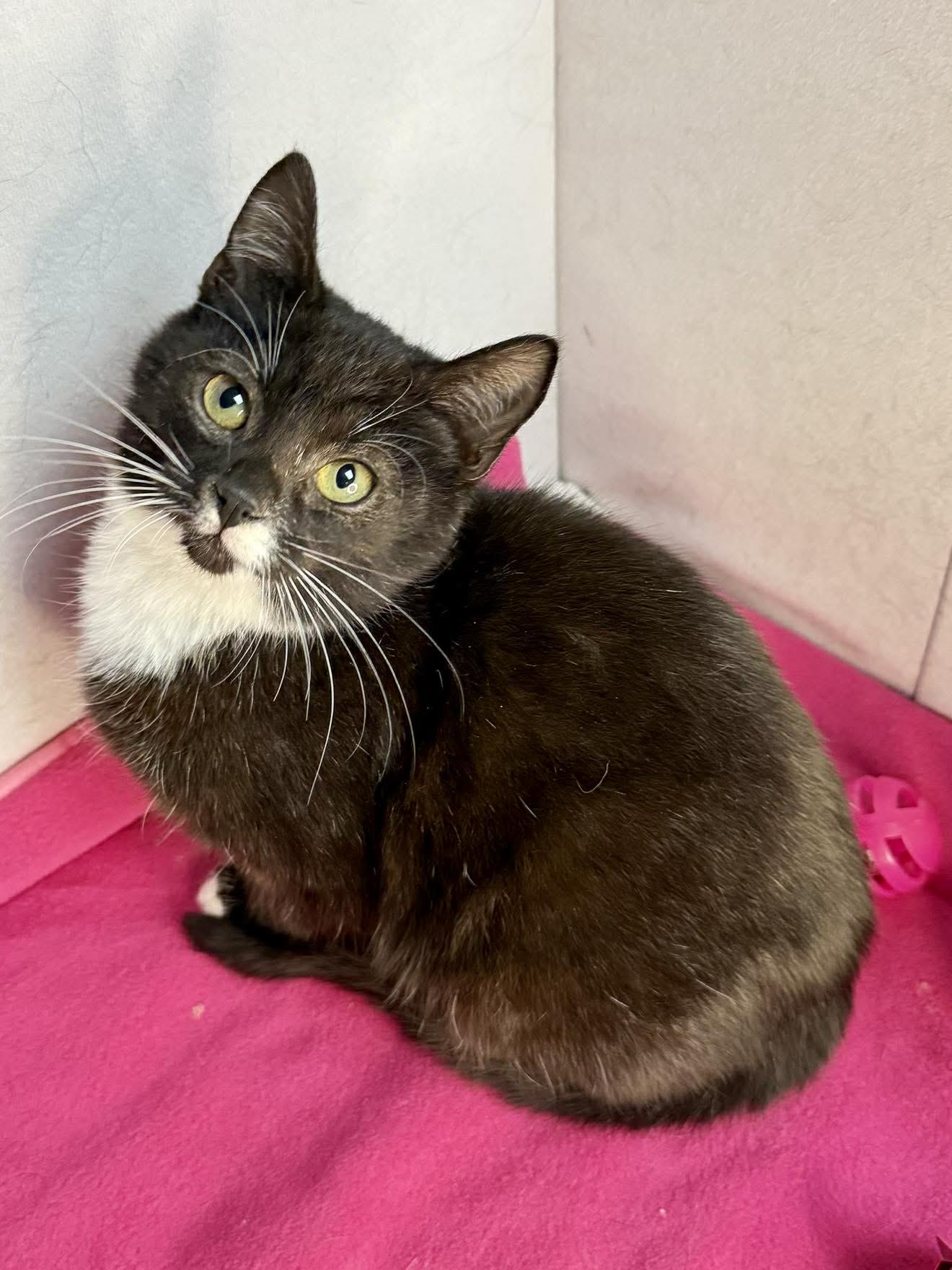 Olaf - Playful and sweet, Adoptable, Kitten Female Domestic Short Hair.