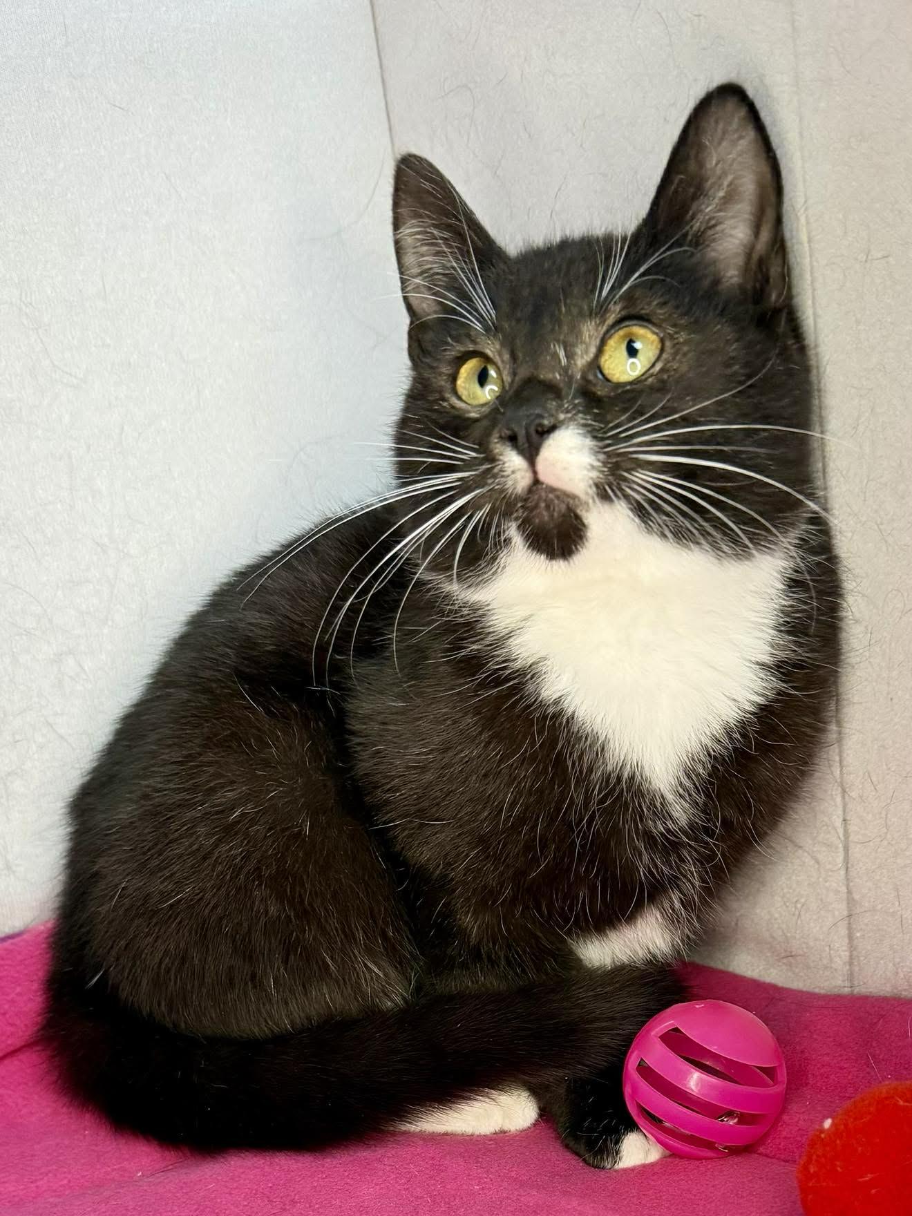 Enlarge Olaf - Playful and sweet, a Adoptable Domestic Short Hair in Muskego, WI image 3/6