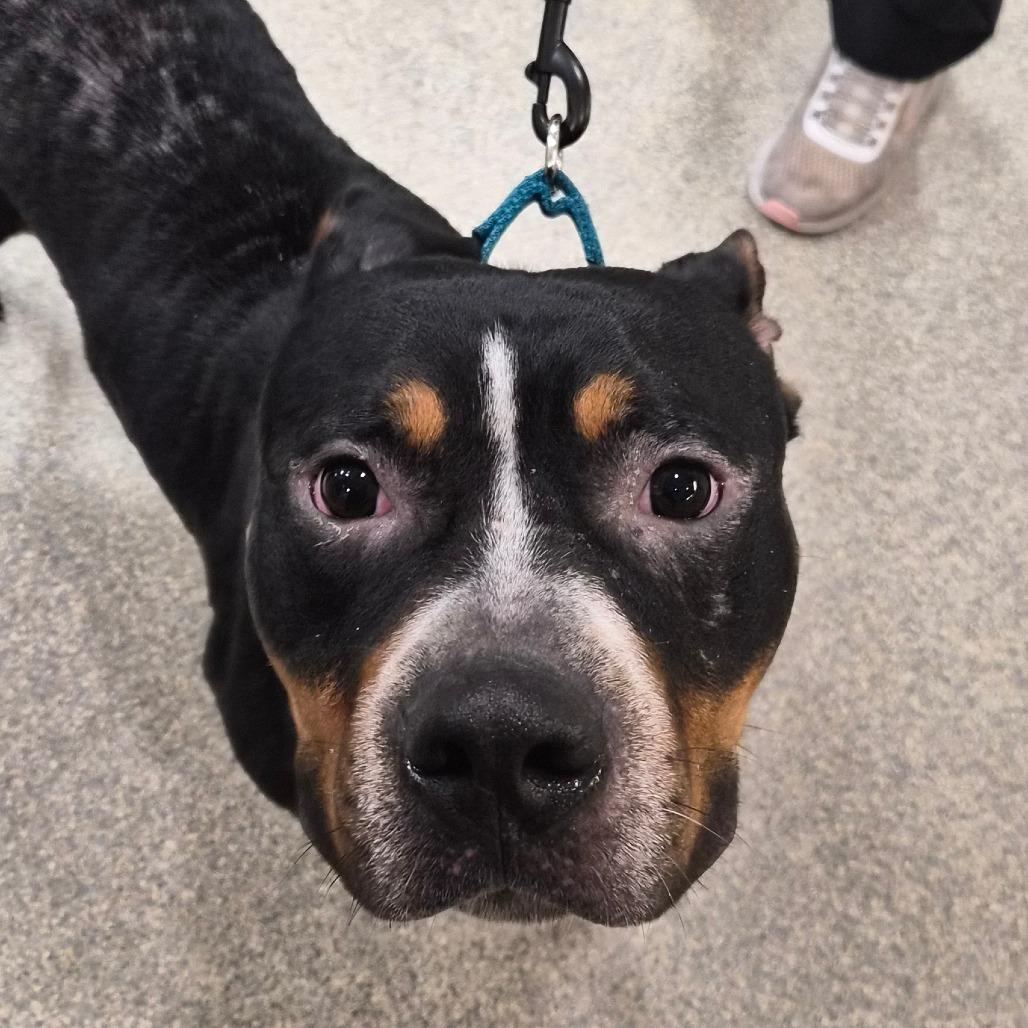 Enlarge Bobo, a Adoptable Mixed Breed in Jacksonville, FL image 1/1