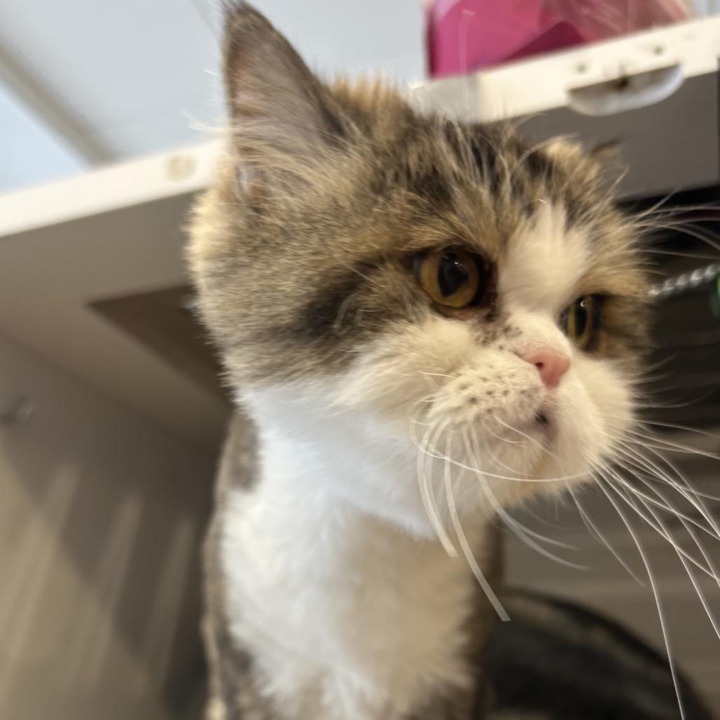 Miss Priss, Adoptable, Senior Female Domestic Long Hair.