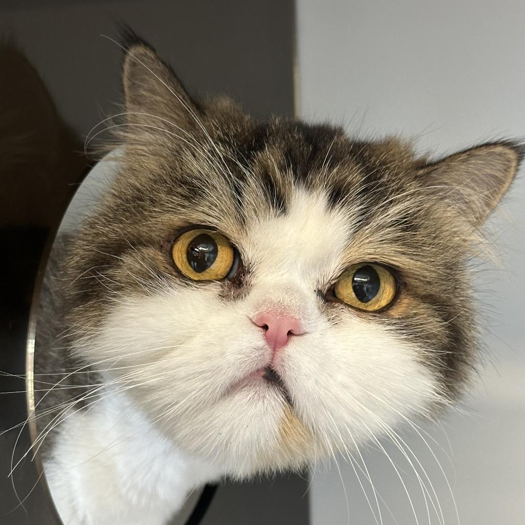 Miss Priss, Adoptable, Senior Female Domestic Long Hair.