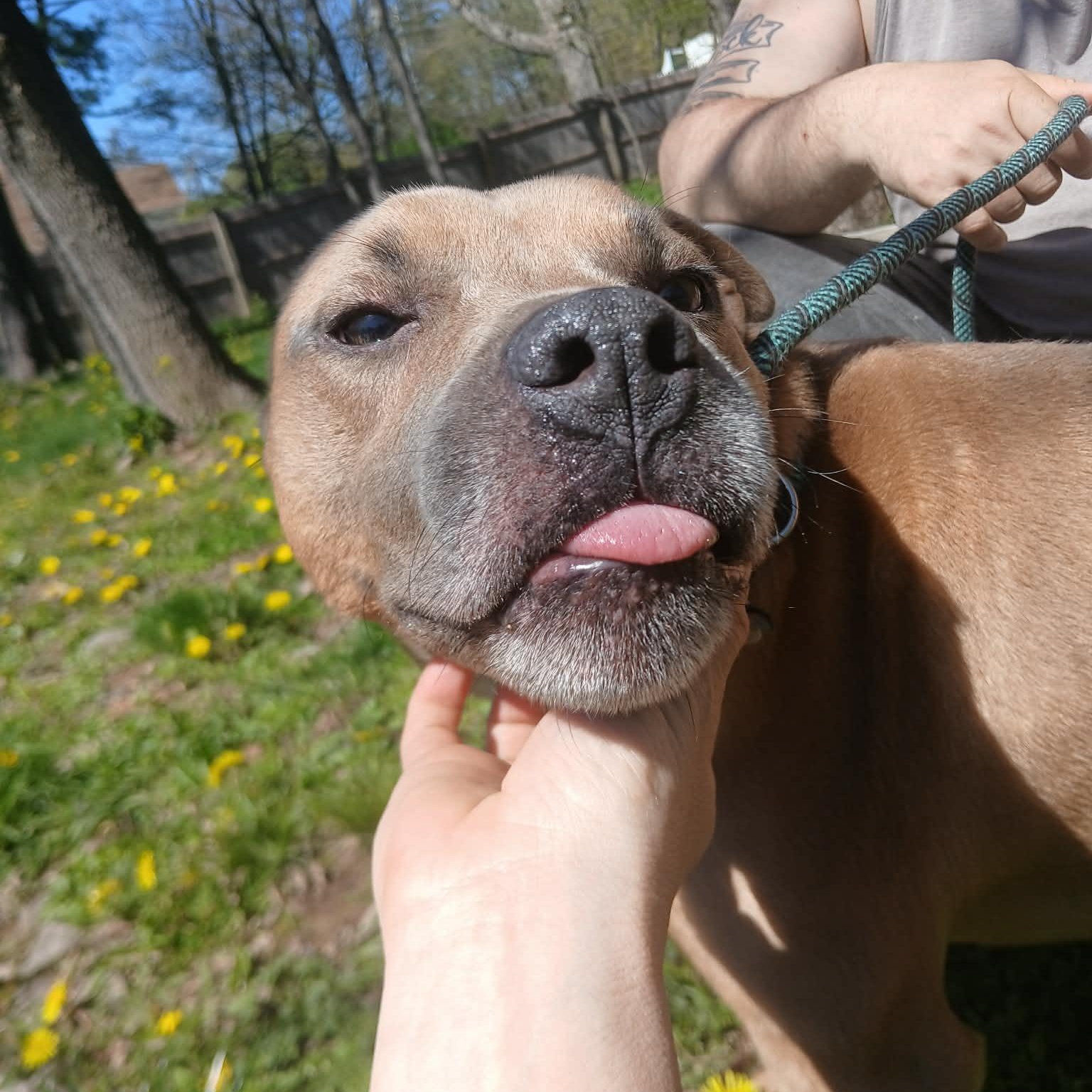 Ricky, a ADOPTABLE mixed breed in Saugerties, NY image 6/6