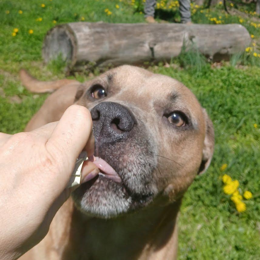 Ricky, a ADOPTABLE mixed breed in Saugerties, NY image 5/6