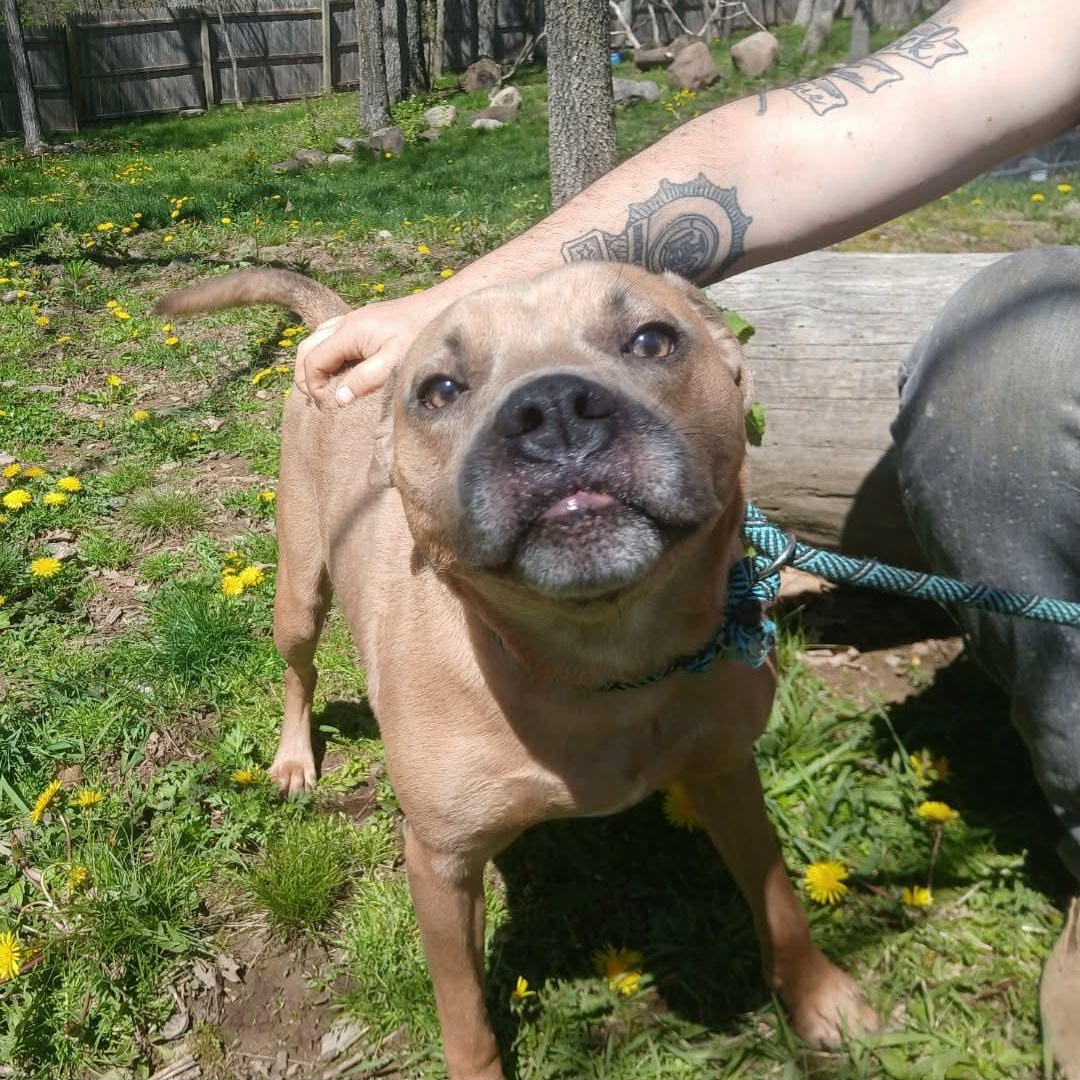 Ricky, ADOPTABLE, Adult Male Mixed Breed.