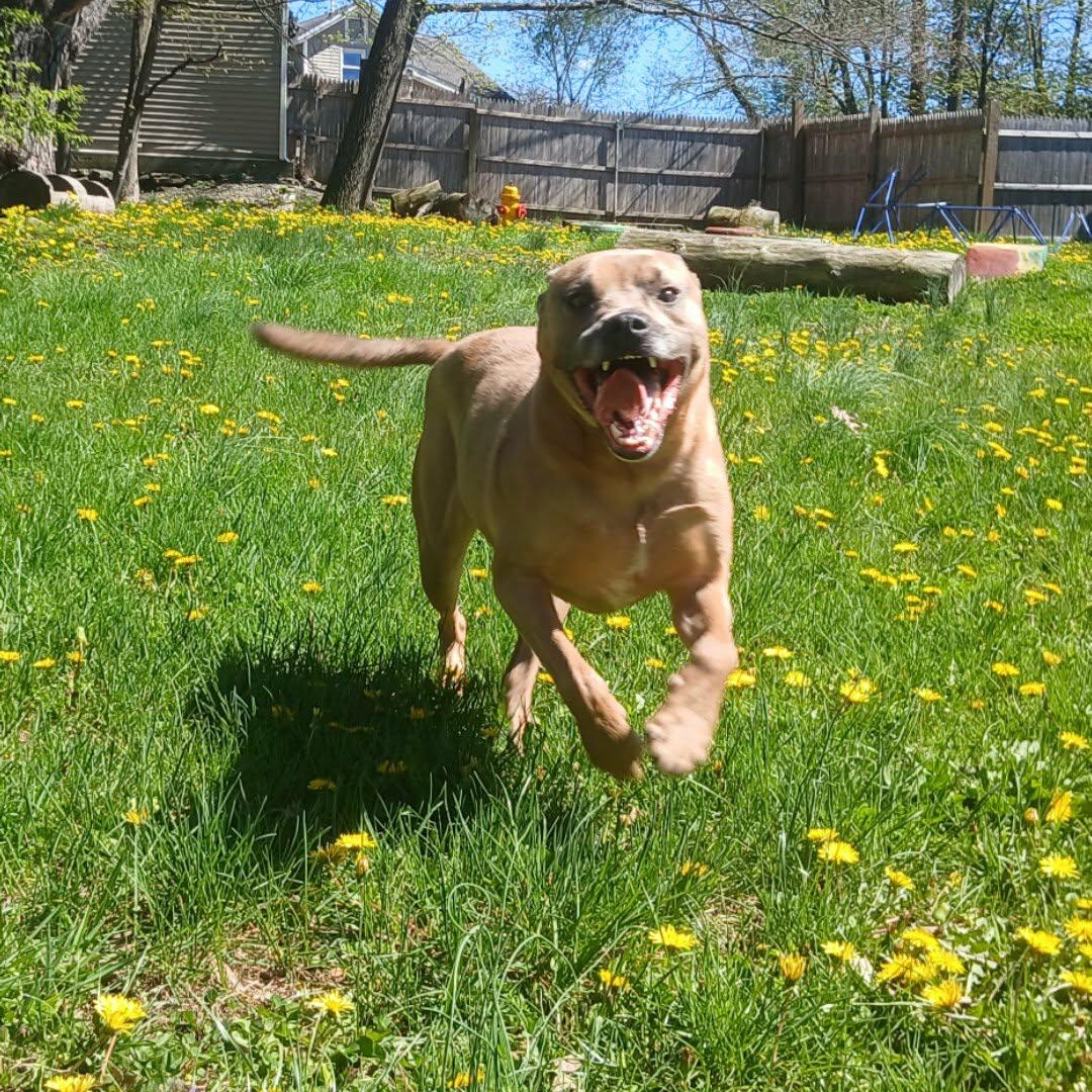Ricky, a ADOPTABLE mixed breed in Saugerties, NY image 2/6