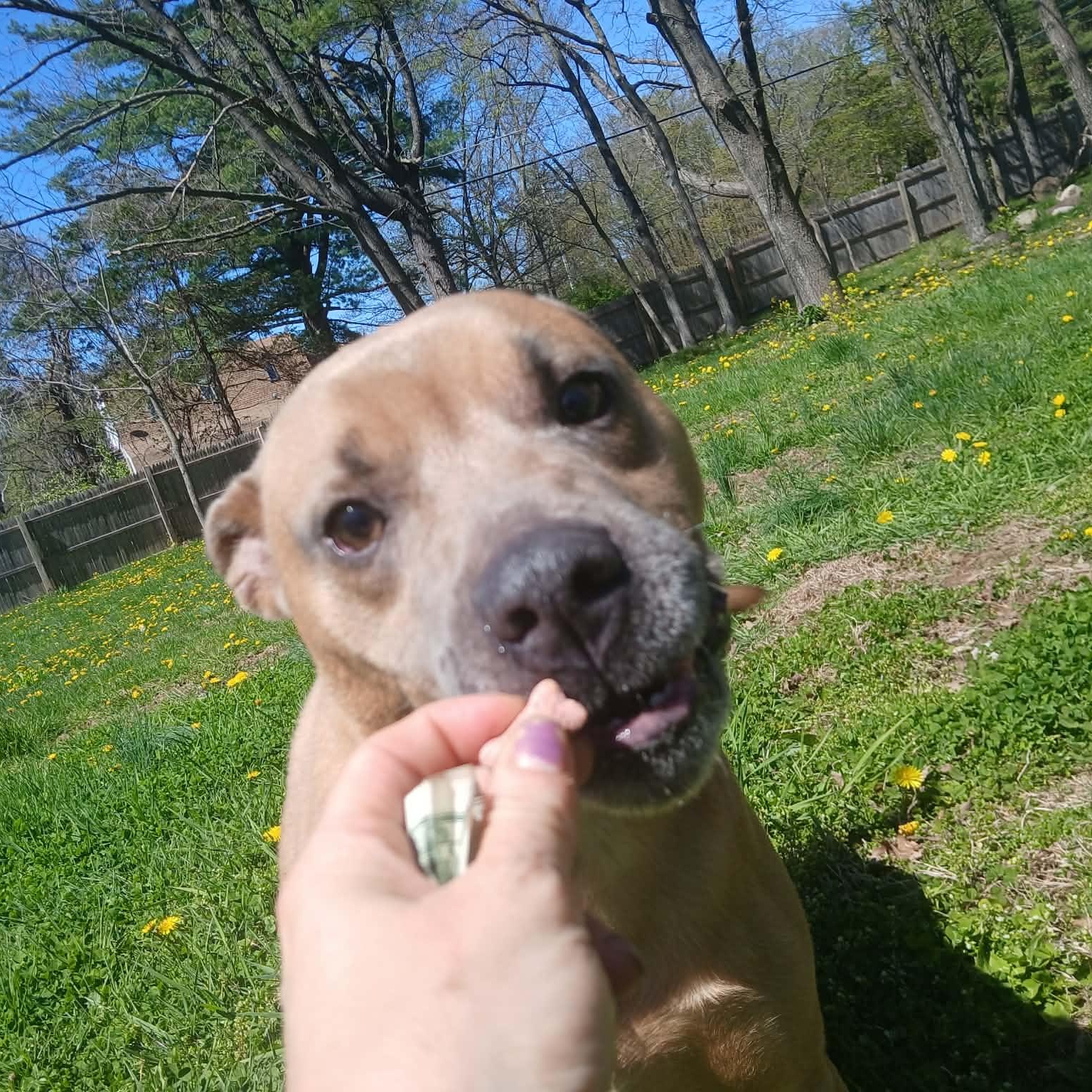 Ricky, a ADOPTABLE mixed breed in Saugerties, NY image 3/6