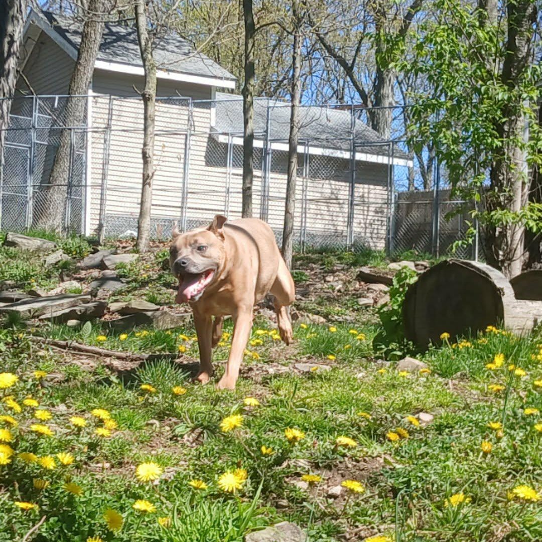 Ricky, a ADOPTABLE mixed breed in Saugerties, NY image 4/6