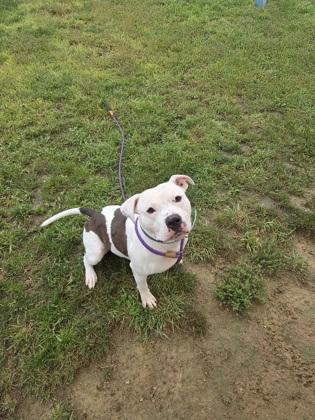 Enlarge Coco, a Adoptable mixed breed in Fallston, MD image 1/1