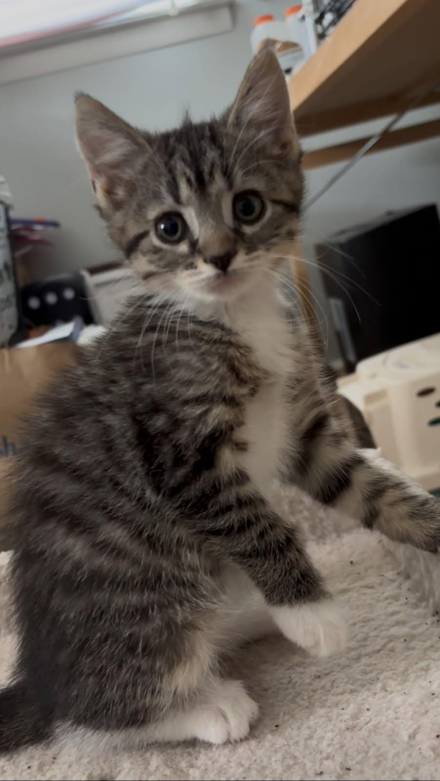 Zira