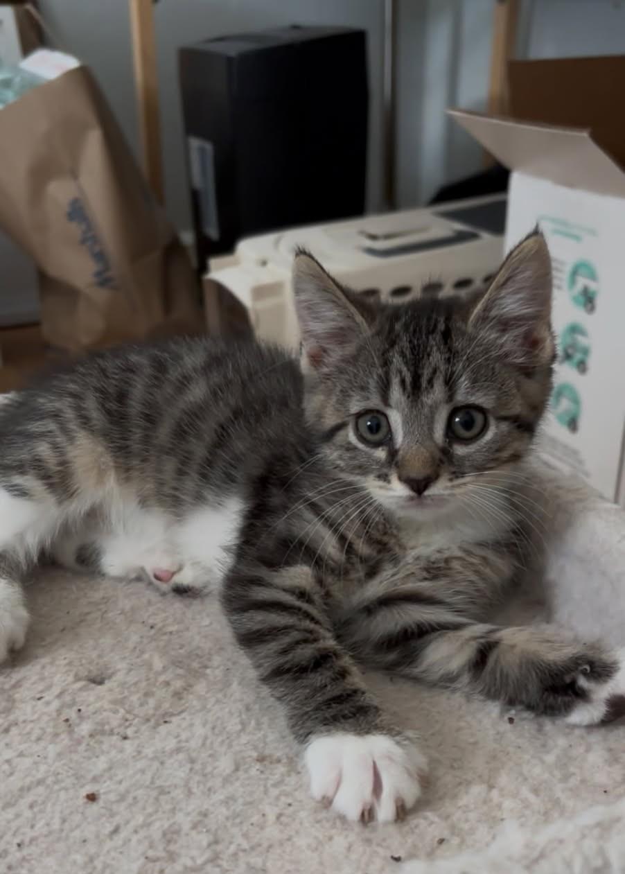 Zira, a Adopted Tiger in Asbury Park, NJ image 5/5