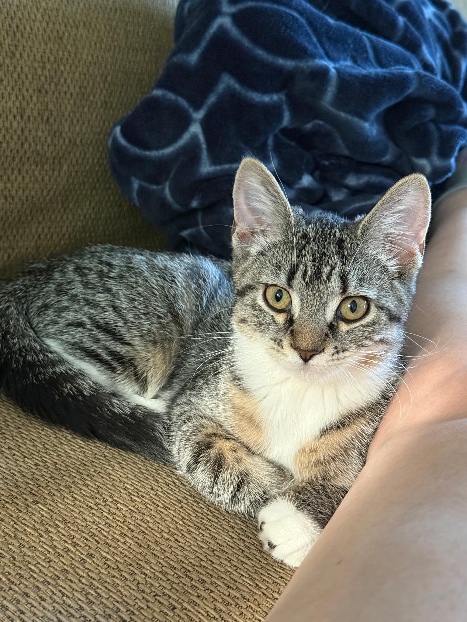 Zira, a Adopted Tiger in Asbury Park, NJ image 3/5