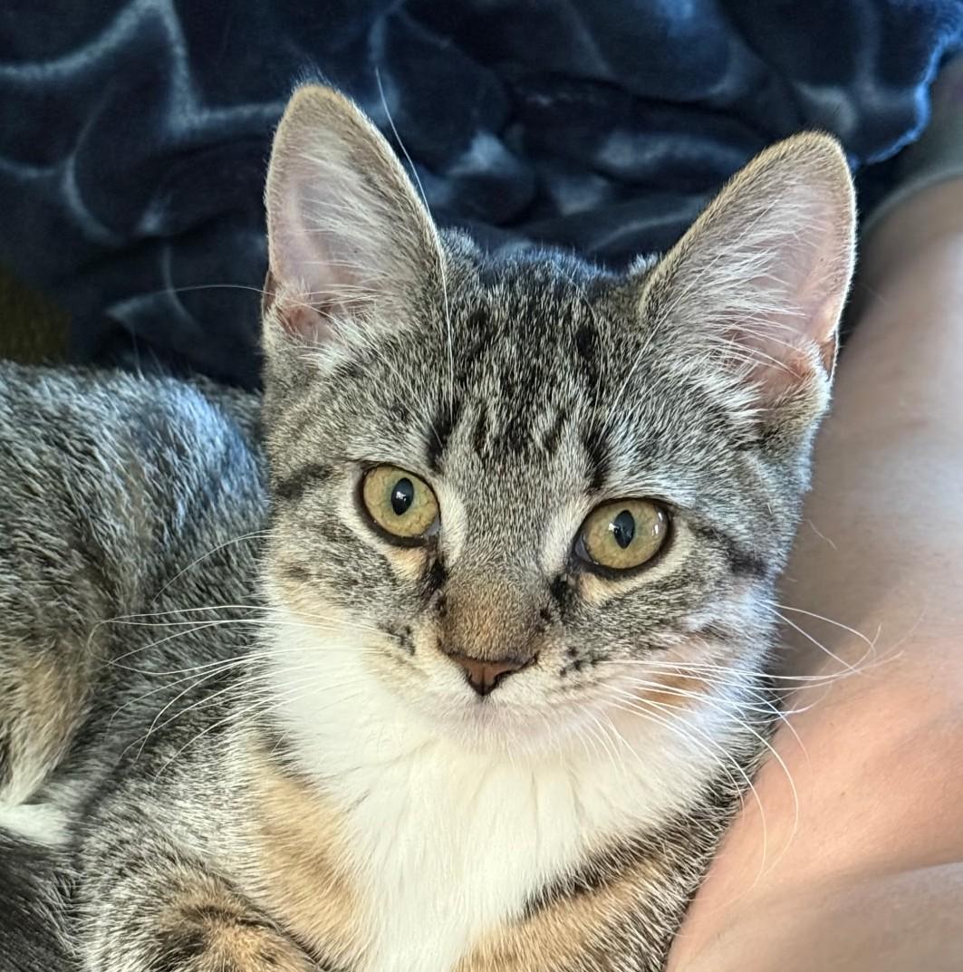 Zira, Adopted, Kitten Female Tiger.