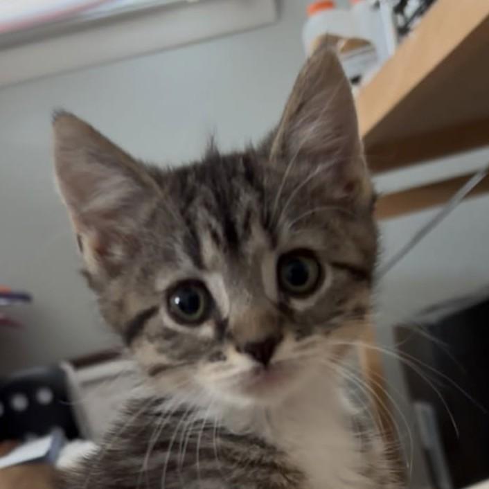 Zira, a Adopted Tiger in Asbury Park, NJ image 4/5