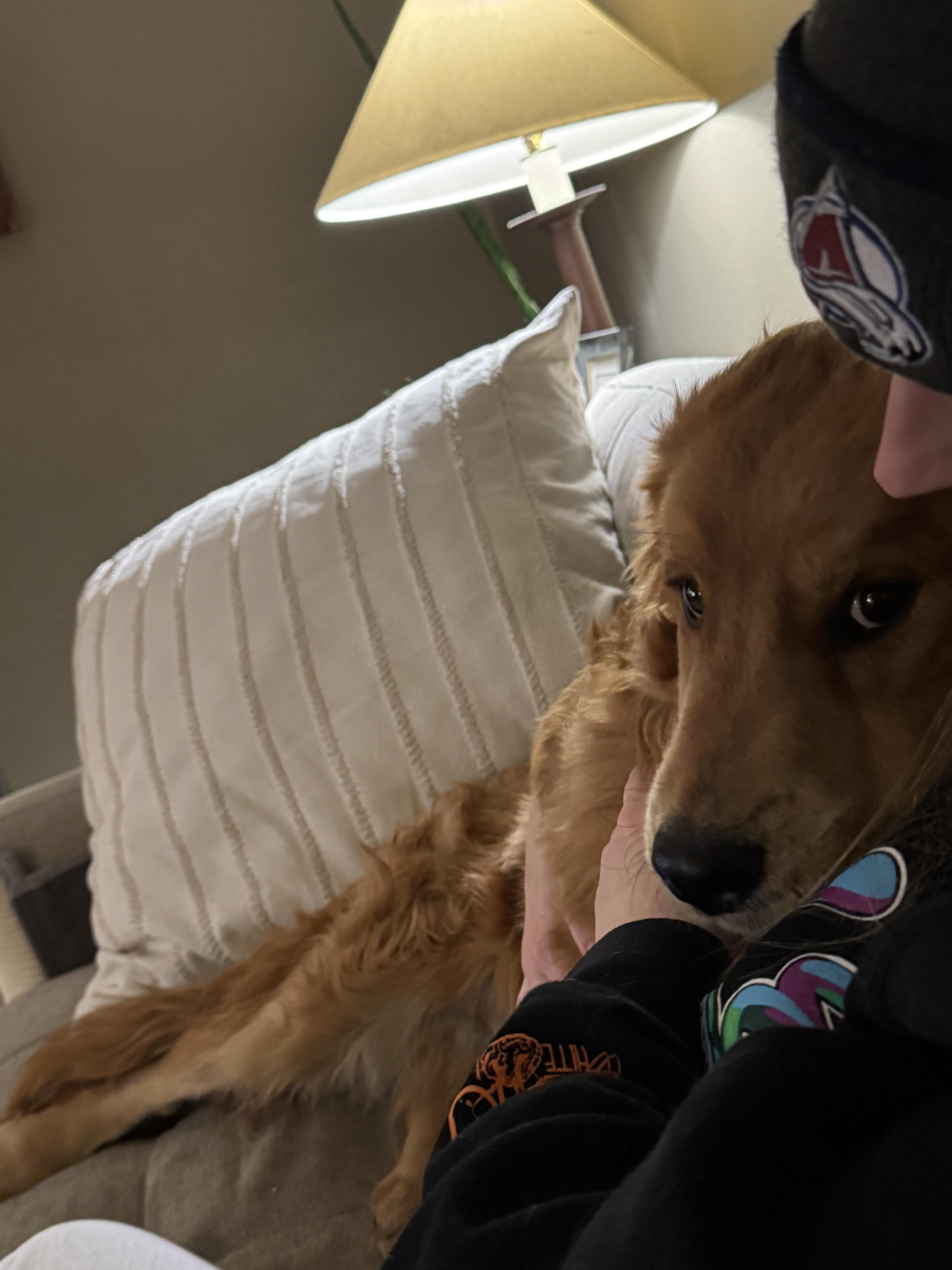 Enlarge Hyde, an adopted Golden Retriever in Fort Collins, CO image 2/3