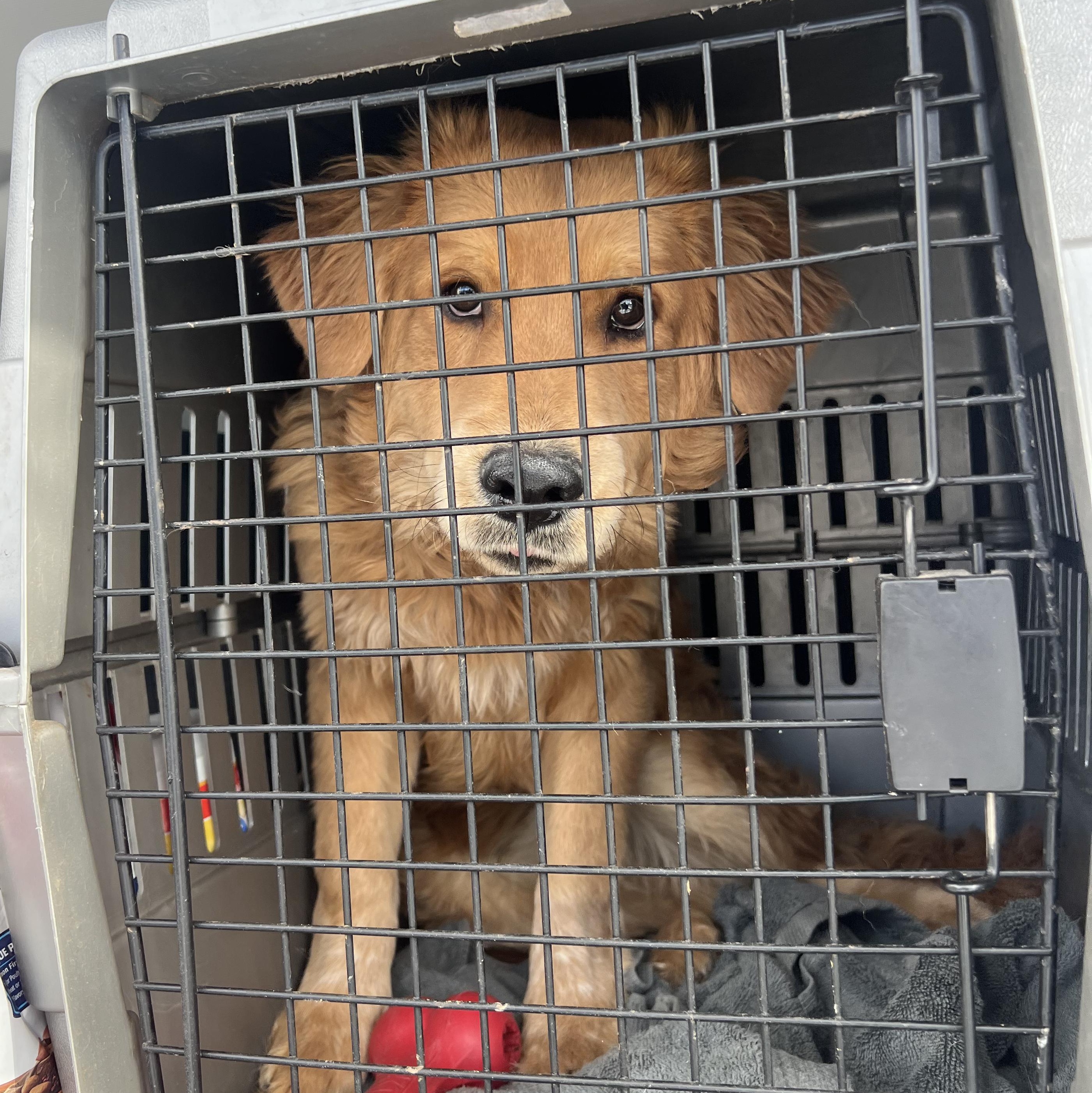 Hyde, adopted, Young Male Golden Retriever.