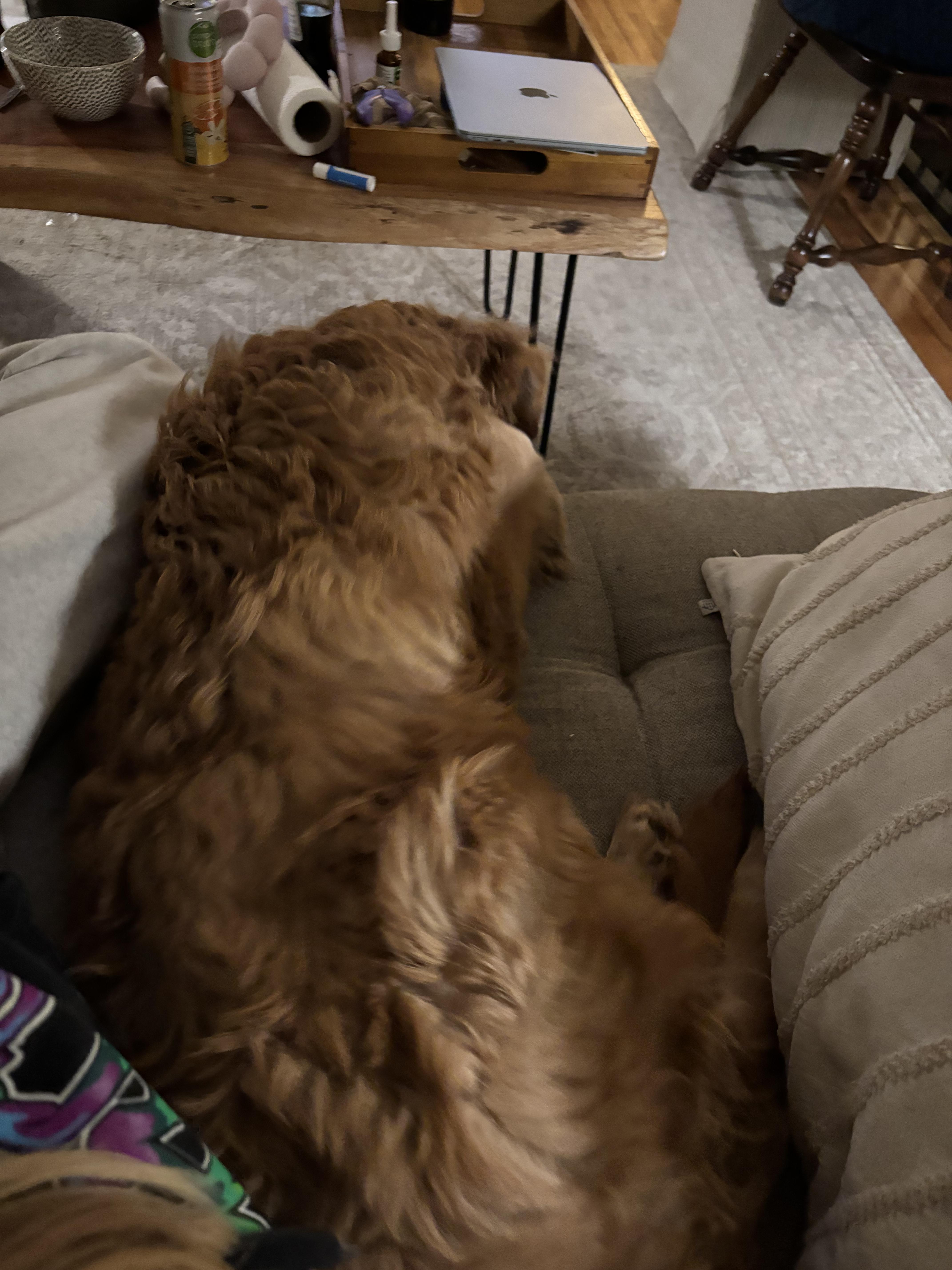 Enlarge Hyde, an adopted Golden Retriever in Fort Collins, CO image 3/3