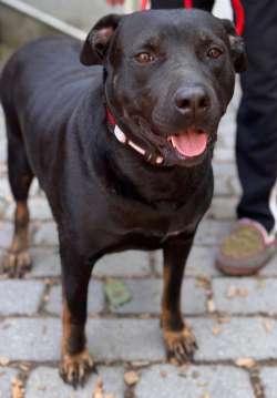 Enlarge Dianna, a Adopted mixed breed in Sudbury, MA image 3/5