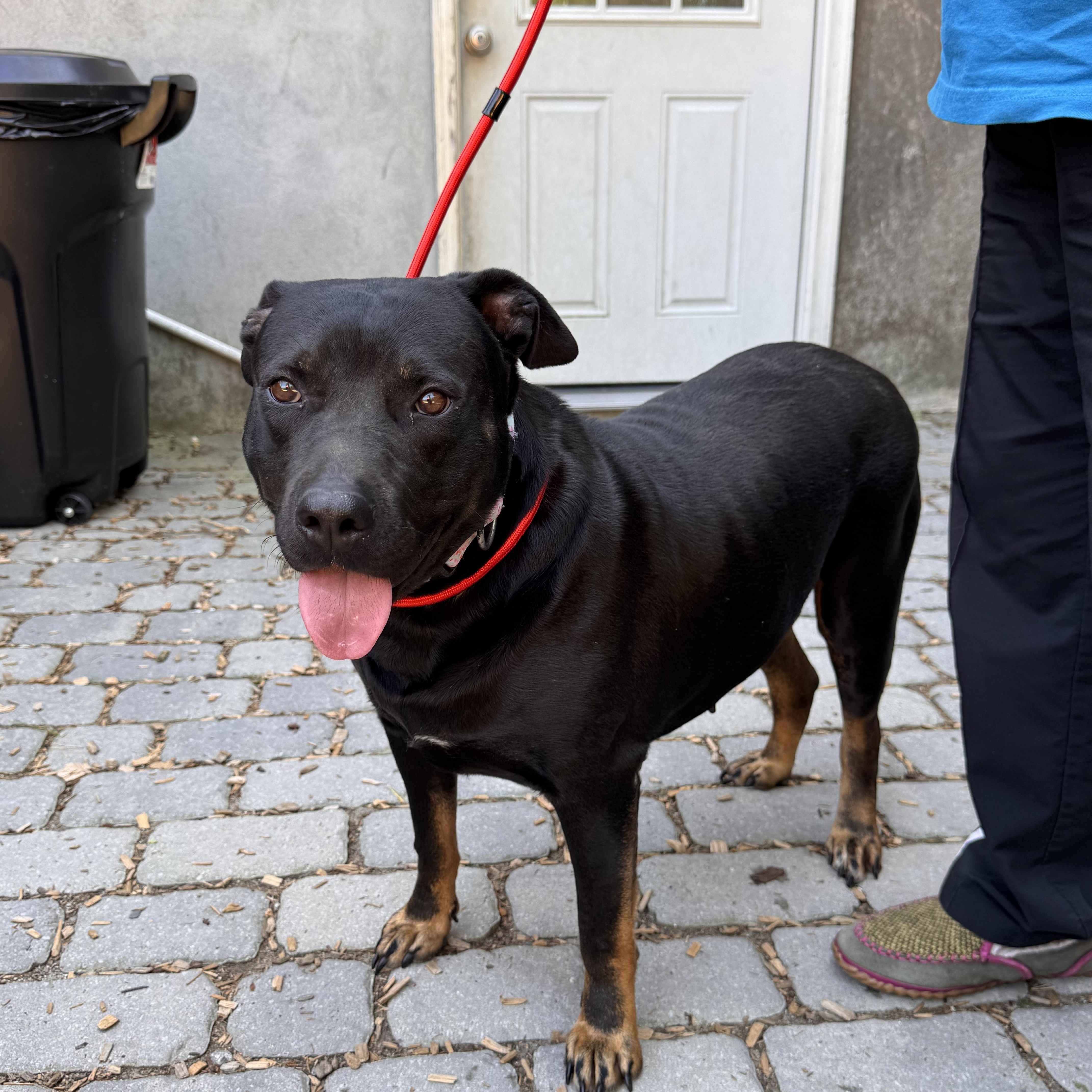 Enlarge Dianna, a Adopted mixed breed in Sudbury, MA image 5/5