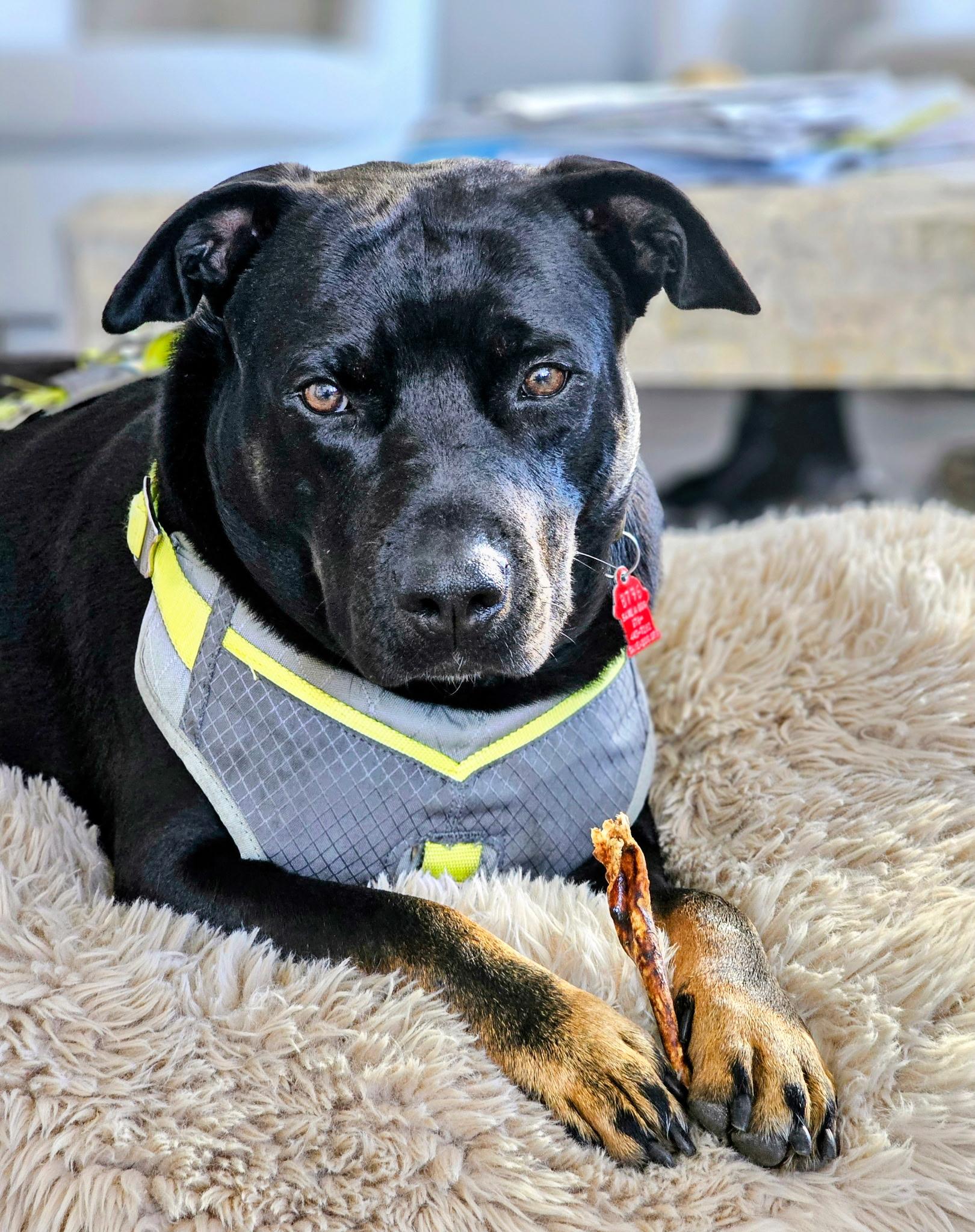 Dianna, Adoptable, Young Female Labrador Retriever & American Bully.