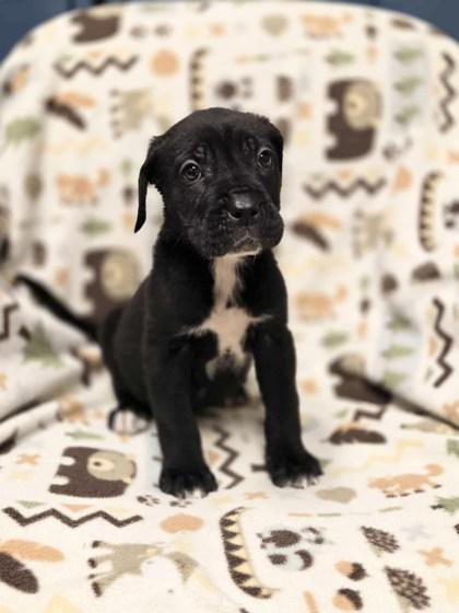 Enlarge Maggie, a Adopted mixed breed in Haltom City, TX image 1/1