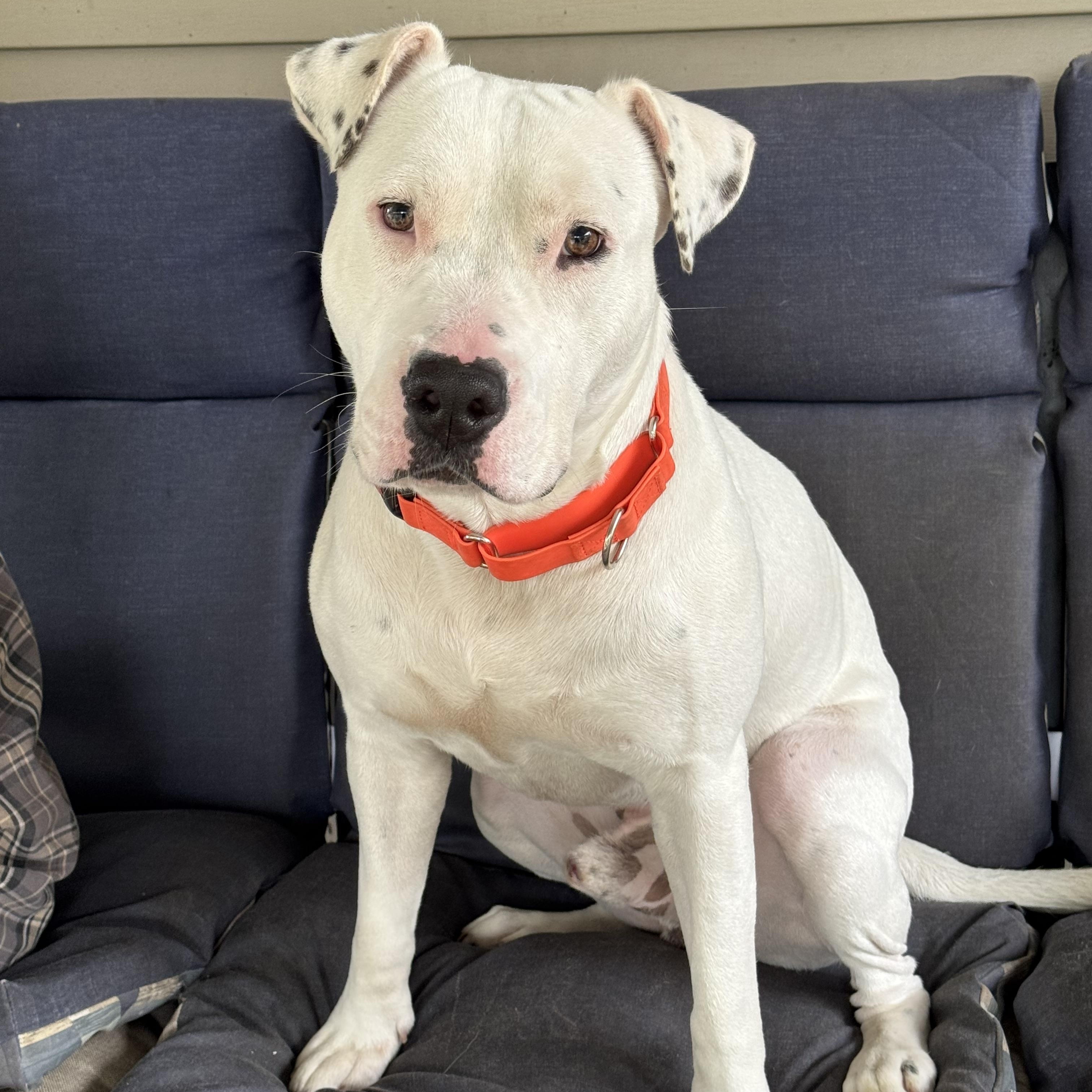 Enlarge Wesson, a ADOPTABLE Staffordshire Bull Terrier in Bronson, TX image 1/2