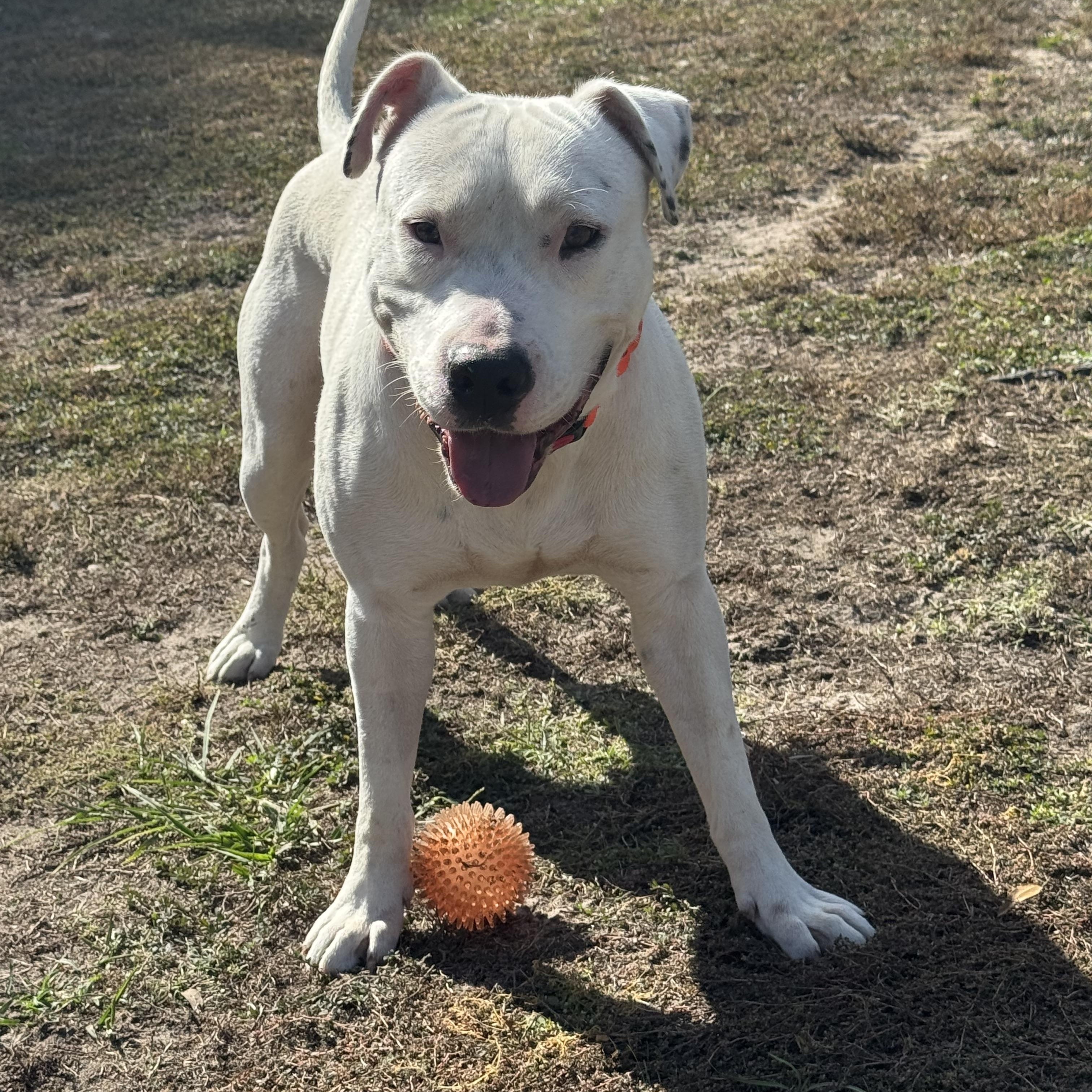 Enlarge Wesson, a ADOPTABLE Staffordshire Bull Terrier in Bronson, TX image 2/2