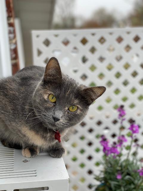 Enlarge Danni, a Adoptable mixed breed in Ballwin, MO image 2/5