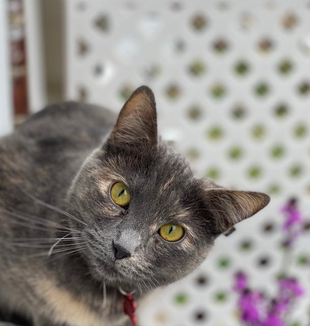 Enlarge Danni, a Adoptable mixed breed in Ballwin, MO image 4/5
