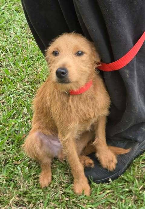 Brownie, Adoptable, Puppy Male Wire Fox Terrier.