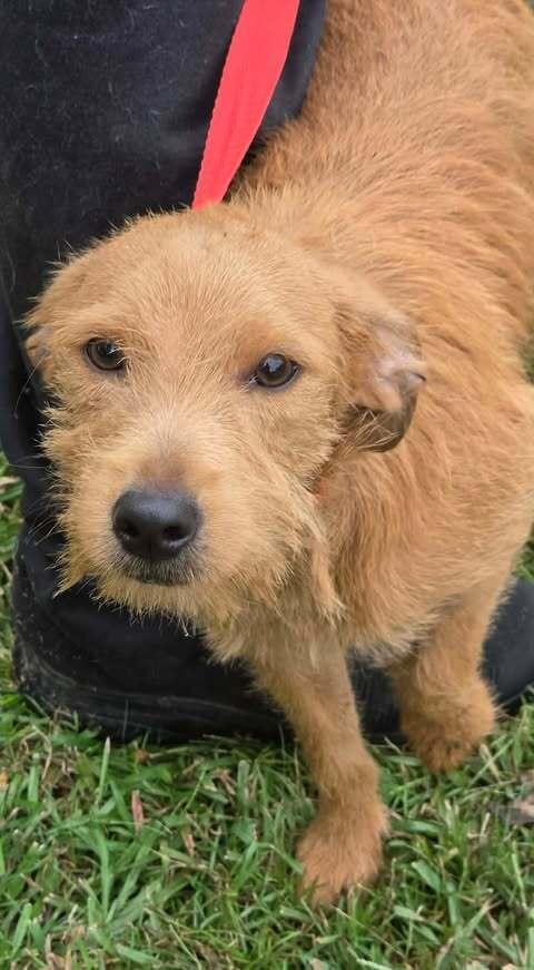 Enlarge Brownie, a Adoptable mixed breed in Brewster , NY image 2/3
