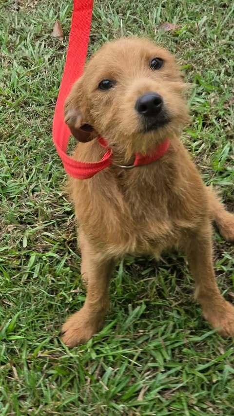 Enlarge Brownie, a Adoptable mixed breed in Brewster , NY image 3/3