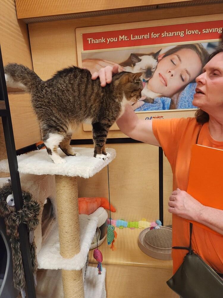 Enlarge Jolie, a Adopted Tabby in Willingboro, NJ image 2/3