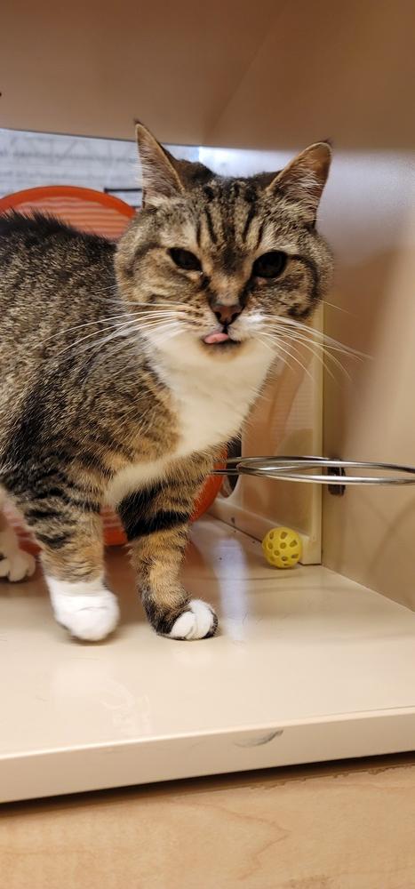 Enlarge Jolie, a Adopted Tabby in Willingboro, NJ image 3/3