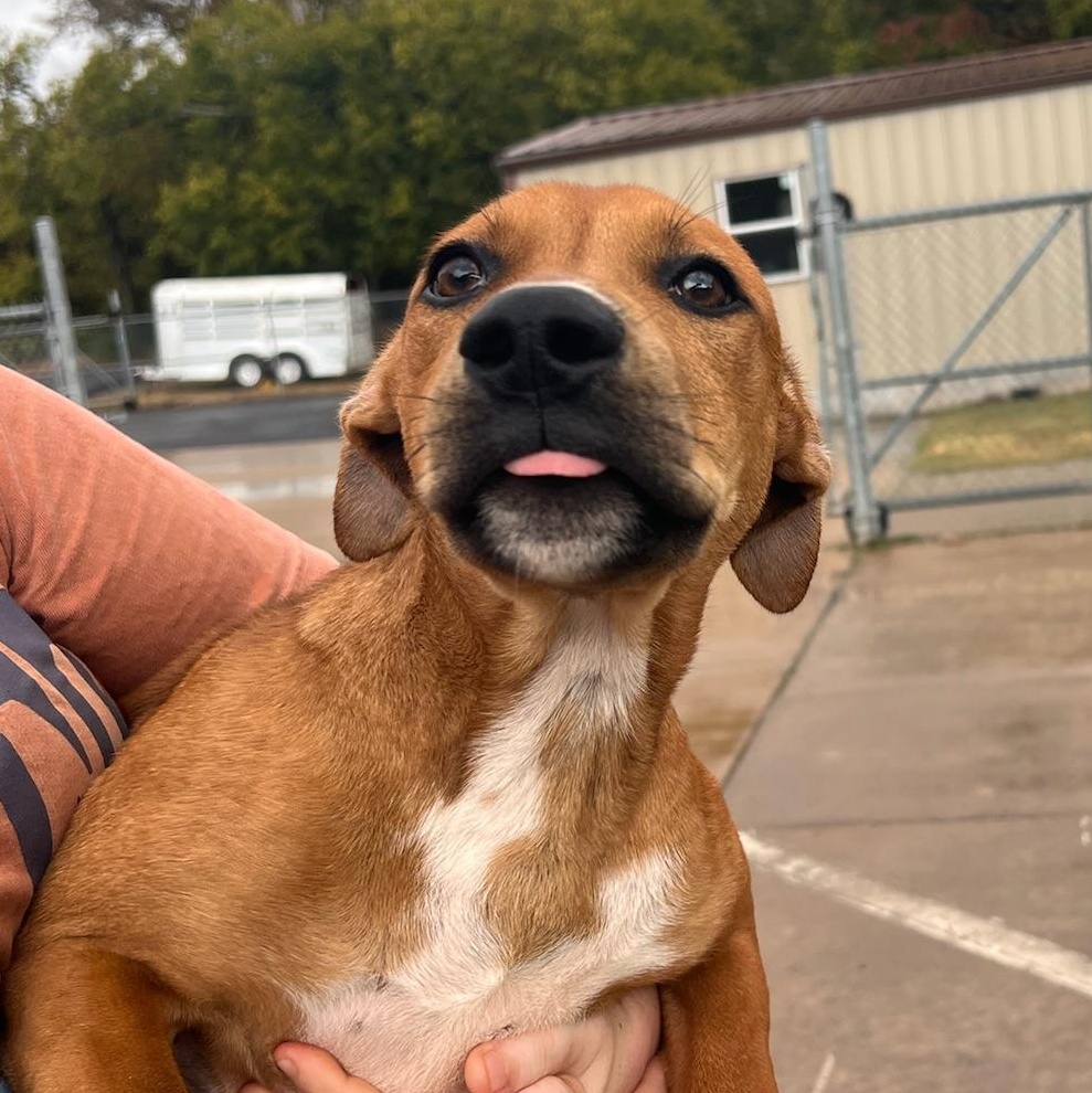 Curious George, Adoptable, Young Male Mixed Breed.