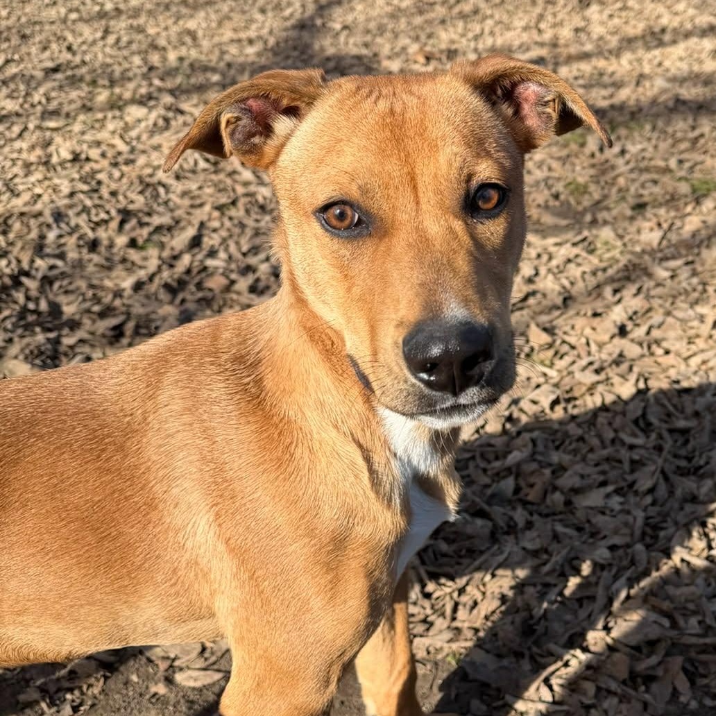 Enlarge Curious George, a Adoptable Mixed Breed in Sherman, TX image 1/4