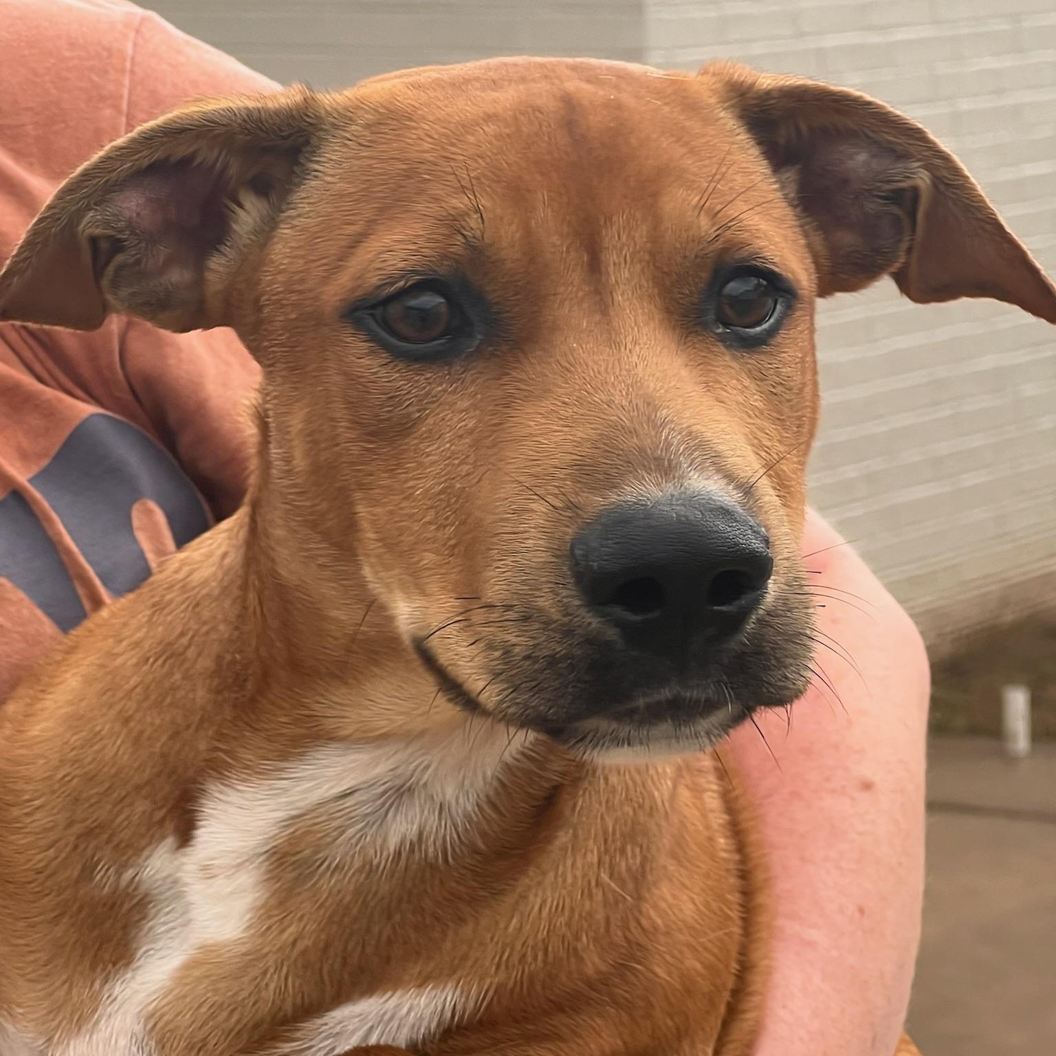 Enlarge Curious George, a Adoptable Mixed Breed in Sherman, TX image 2/3