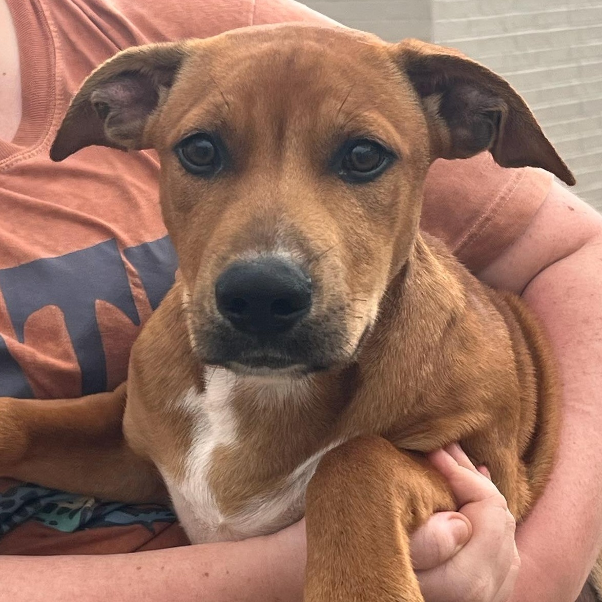 Enlarge Curious George, a Adoptable Mixed Breed in Sherman, TX image 3/3