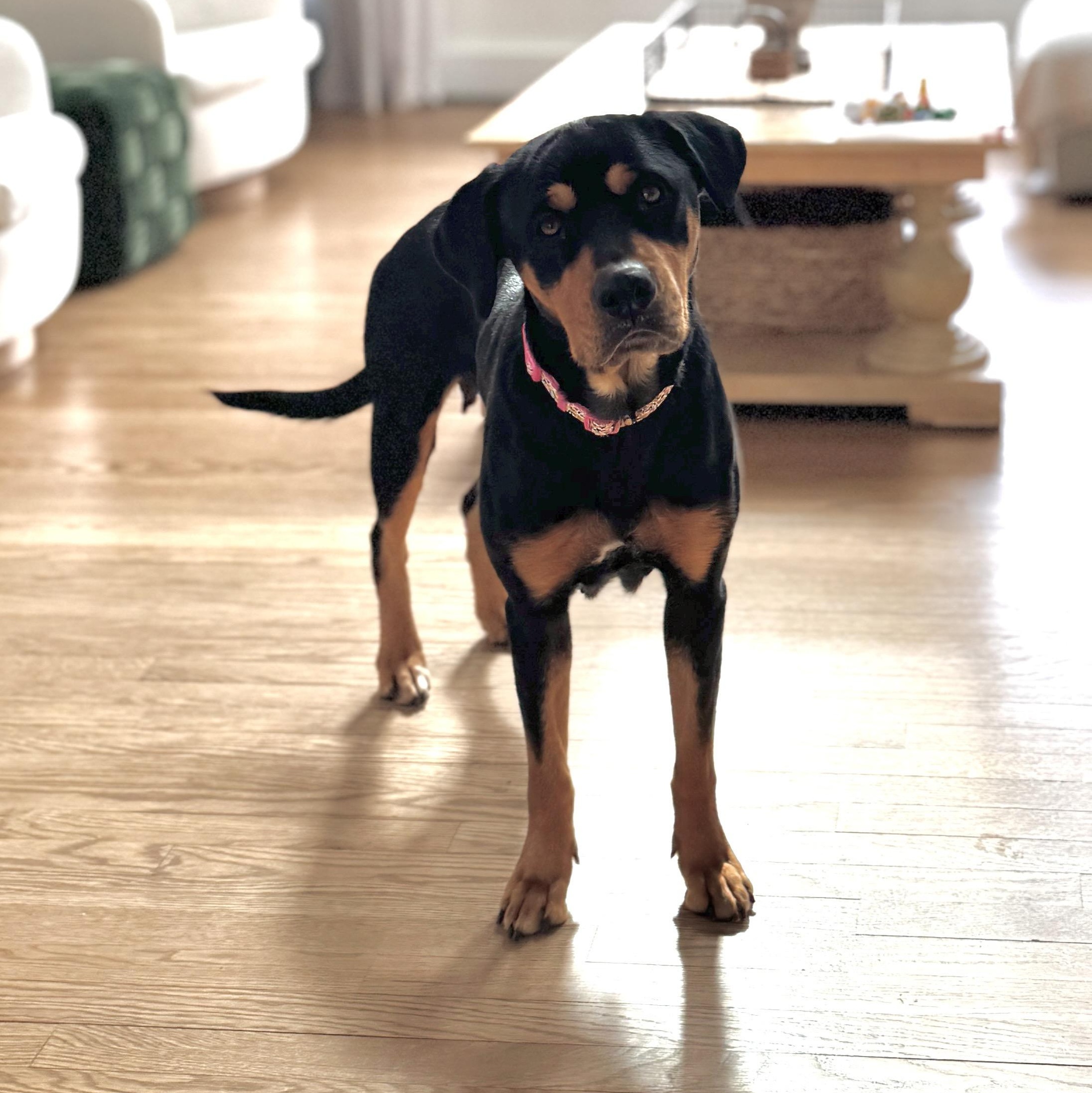 Bubbles, ADOPTABLE, Adult Female Rottweiler & Labrador Retriever.