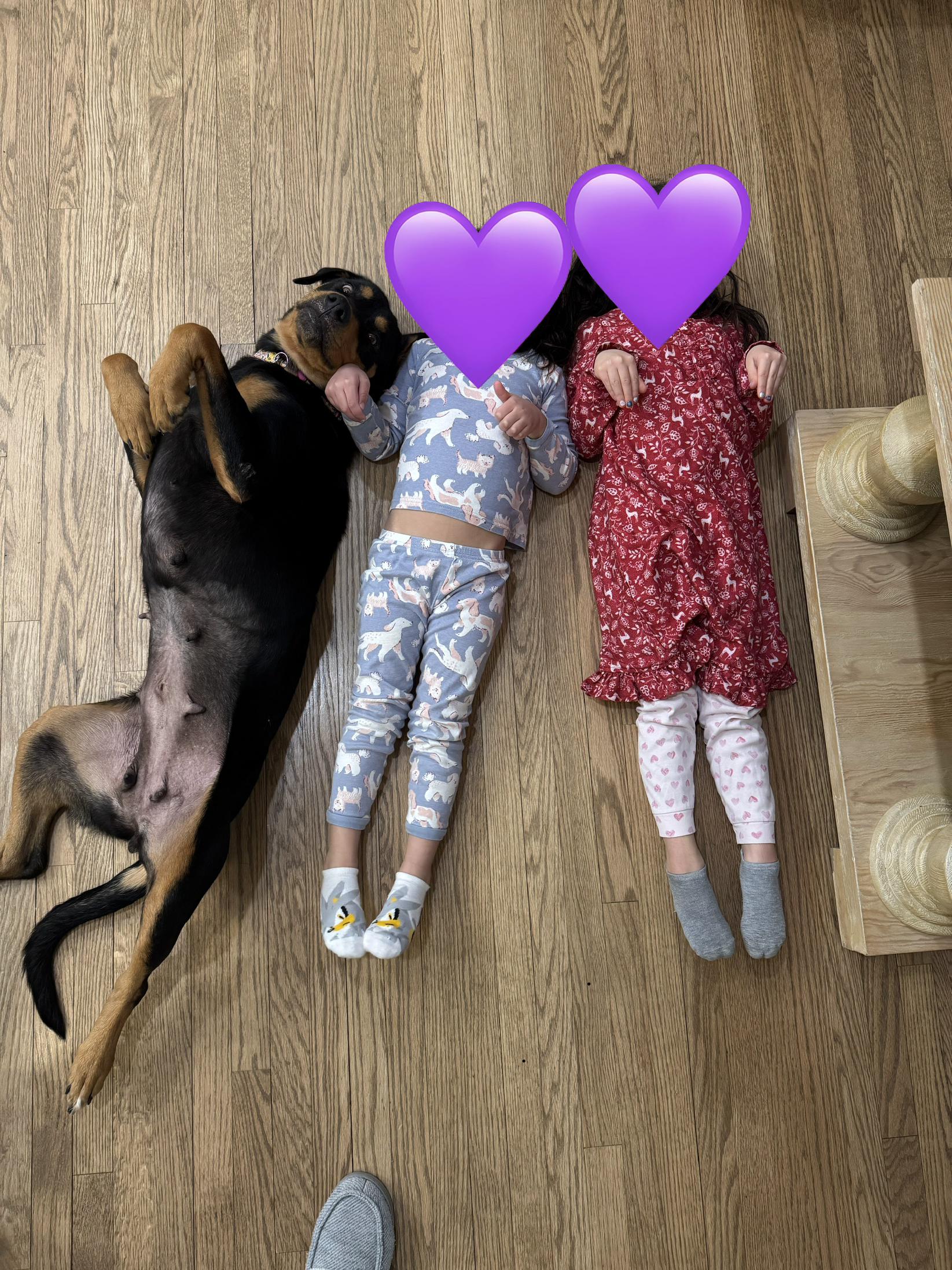 Enlarge Bubbles, a ADOPTABLE mixed breed in Silver Spring, MD image 3/6