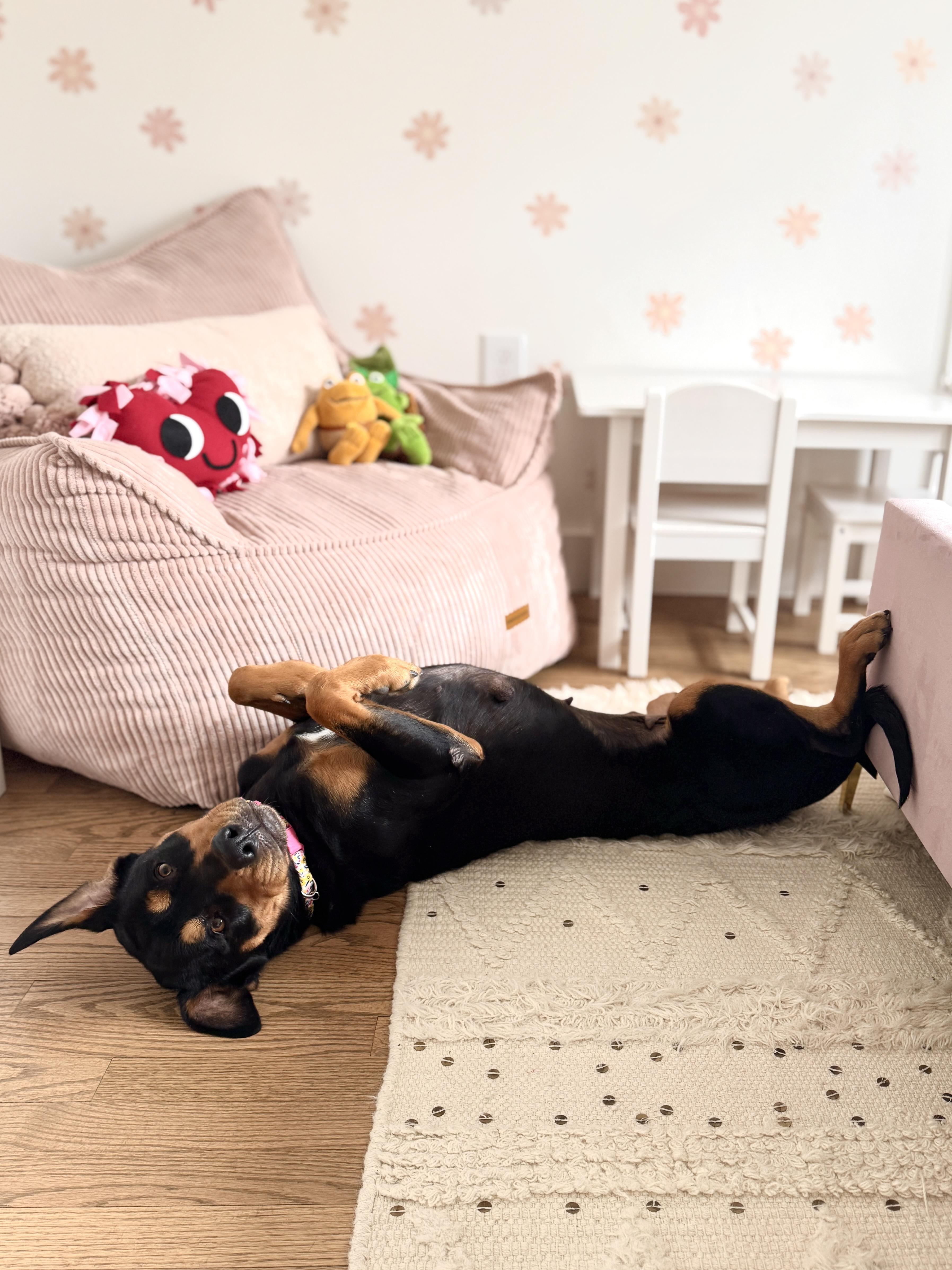 Enlarge Bubbles, a ADOPTABLE mixed breed in Silver Spring, MD image 2/6